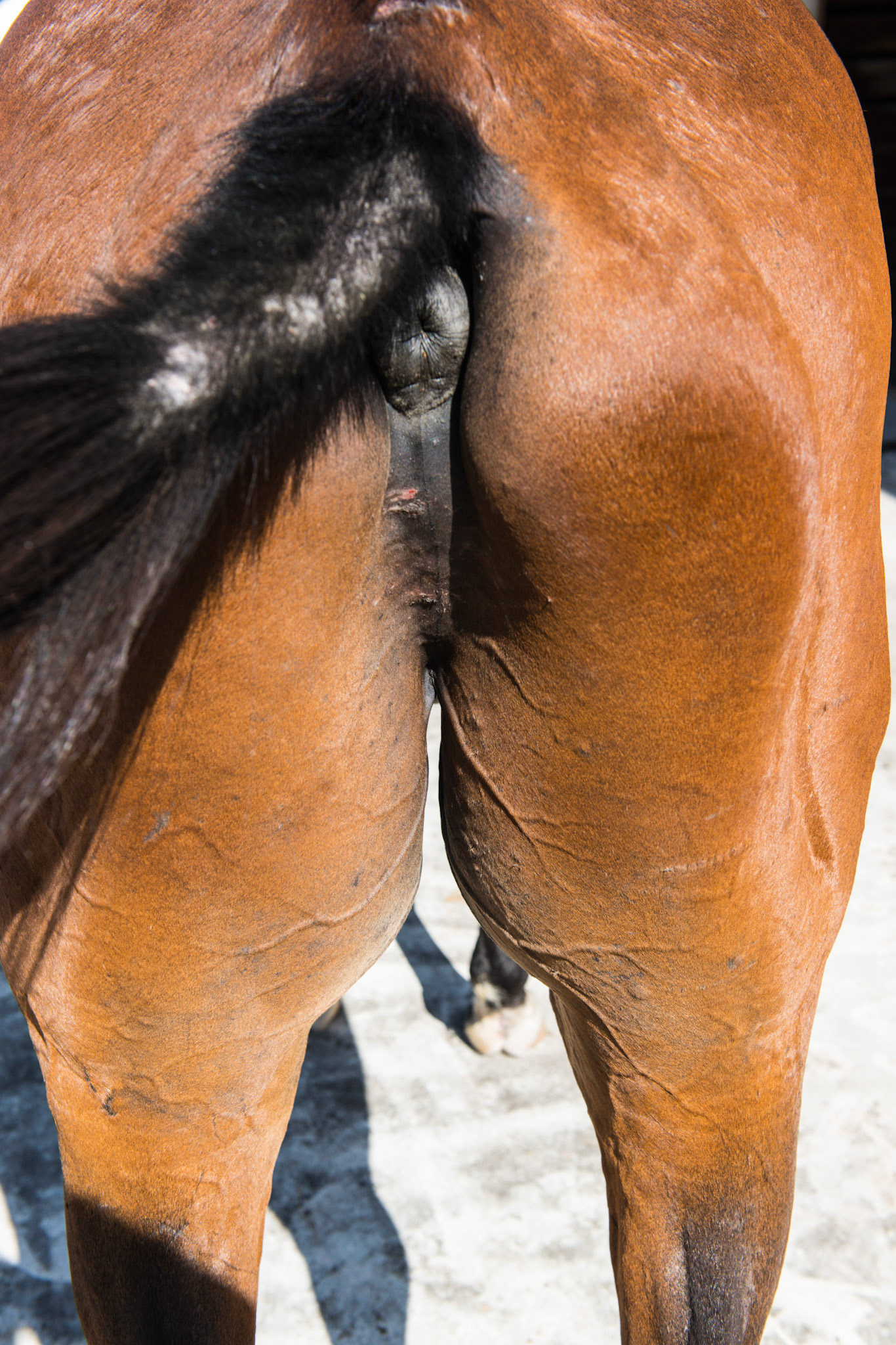 Horse C - BCS 2 - Very Thin ~ Emaciated. The skeleton is clearly visible but there is still a little fat tissue under the skin and the horse has some vitality to the skin. There is a space between the inner thighs.