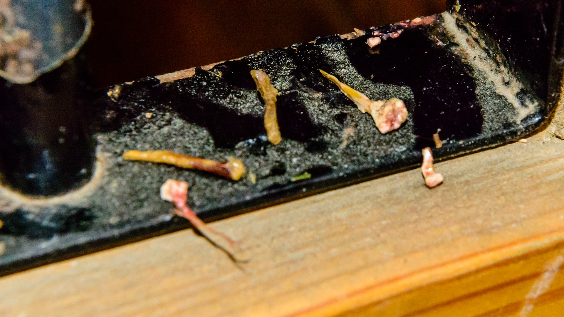 These small coarse hay stems were packed in a space between 2 teeth (called a diastema) and were cleared by pulling them out.  Over time (years) and with regular floating the space diminished and no longer packed feed.
