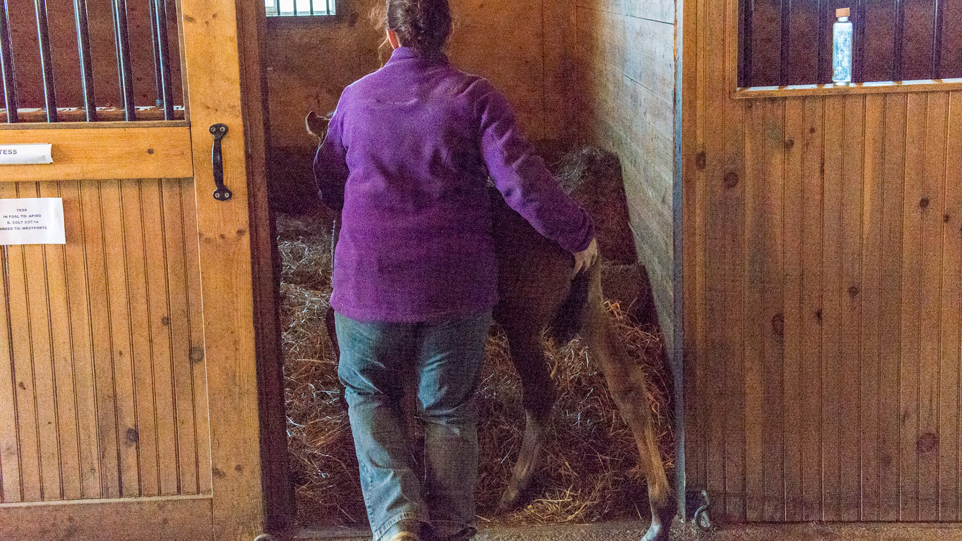 The left hand guides and the right hand encourages.  The foal goes in first.