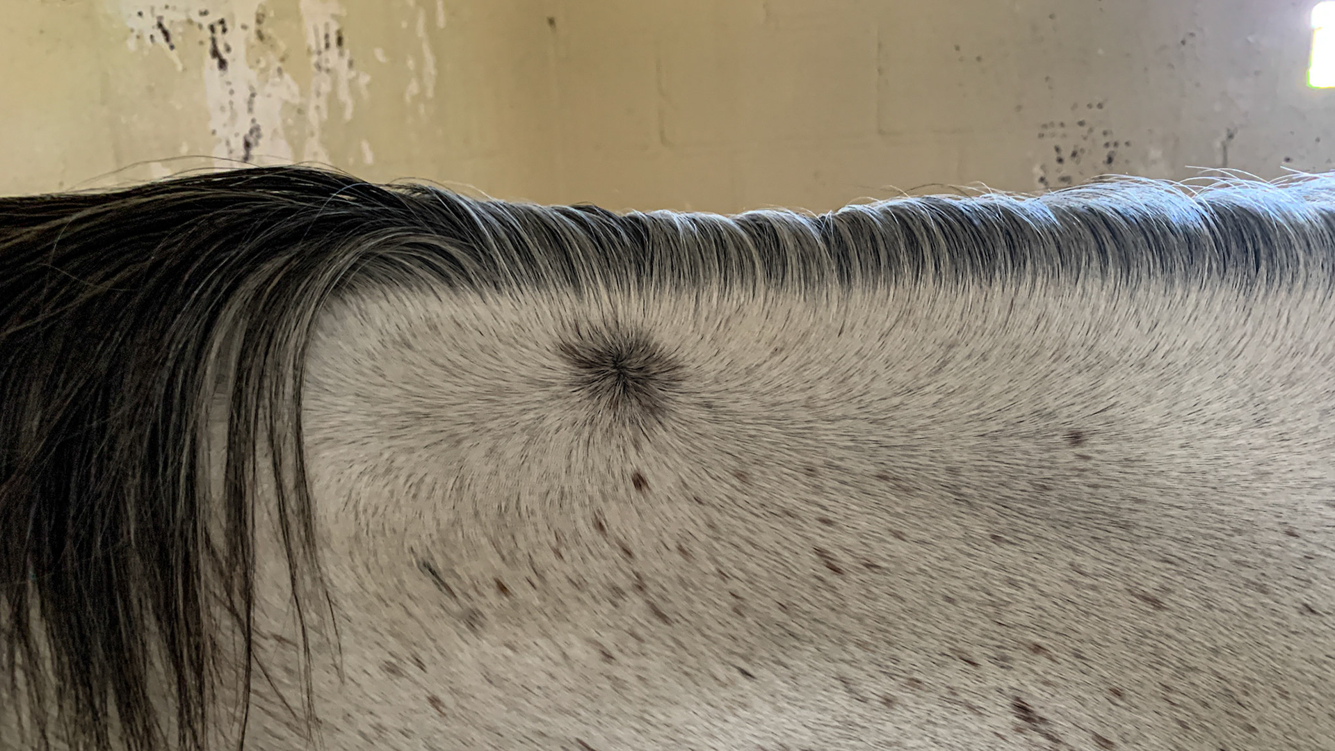 A whorl at mid-crest of the neck just under the mane.
