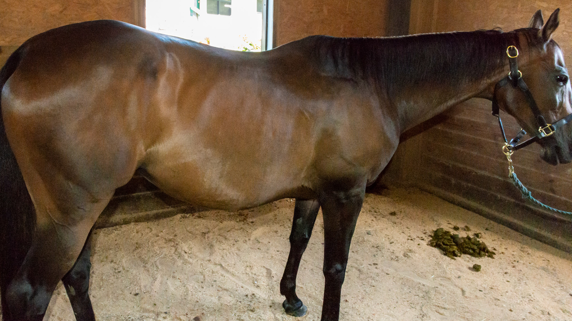 Top Line Score C = loss of musculature along the spine from the withers to before the rump (croup).  BCS 5 - Moderate ~ The spine and ribs cannot be seen but can easily be felt with a light touch.  The withers, shoulders, and neck are smooth and rounded.  Fat can be felt at the tail head.