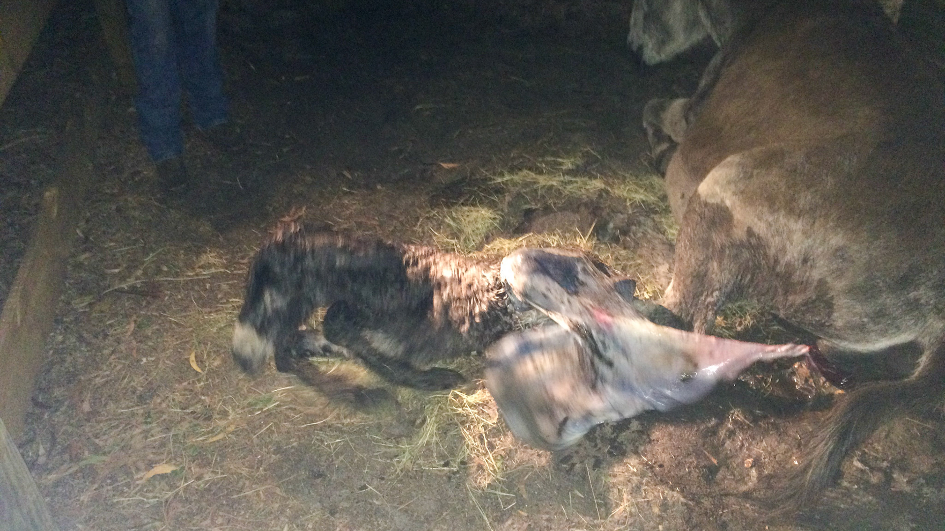 19/29 - Donkey birth - The foal continues to flop and struggle.  This is how it moves forward.  It is also how the umbilical, seen clearly as several vessels twisted in a cable configuration, gets disconnected from the foal.  The other way it becomes disconnected is if the mare gets up.  On occasion when she does get up, the whole placenta falls out and the cord remains attached to the foal.If the cord remains attached to the ejected placenta you must get in and remove it.  Most but not all foals can stand dragging the placenta but there are too many down sides to letting nature play out here.  DO NOT CUT IT with anything sharp.  To disconnect the cord from the foal, place one hand on the abdomen of the foal, palm on the foal and have the cord come through your hand between the first and middle fingers.  With your other hand, make several turns of the cord around the hand to get traction against the slippery cord then apply a steady and continual pull of the cord away from the other hand that is on the foal.  The cord should break near the foal’s abdomen. It will bleed a bit but will also snap in a recoil stopping the bleeding.