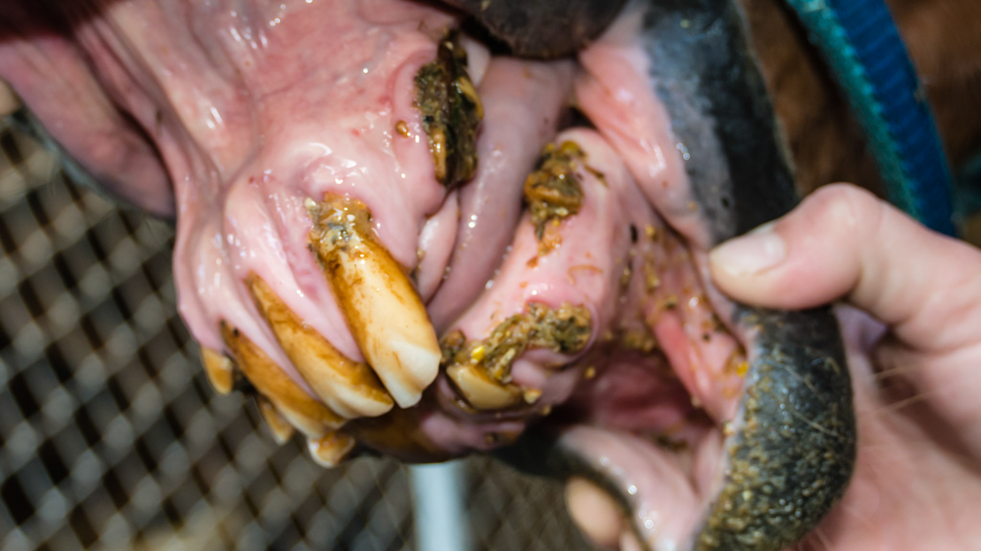 EOTRH horse 6 - 29 yr old, 403 fractured, good body condition and no difficulties chewing, cheek teeth are in good condition.