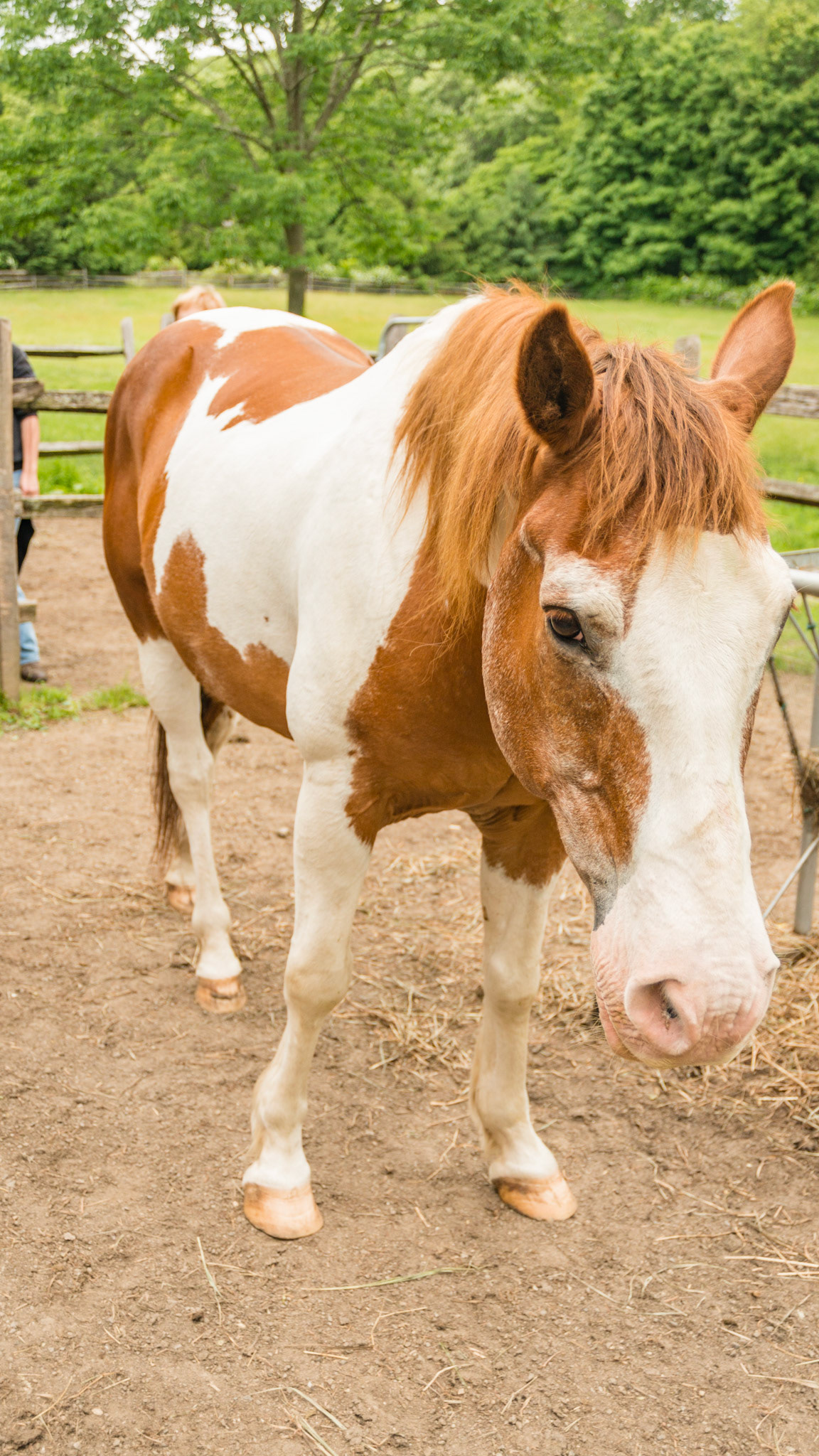 Horse C - BCS 5 - Moderate ~ The spine and ribs cannot be seen but can easily be felt with a light touch.  The withers, shoulders, and neck are smooth and rounded.  Fat can be felt at the tail head