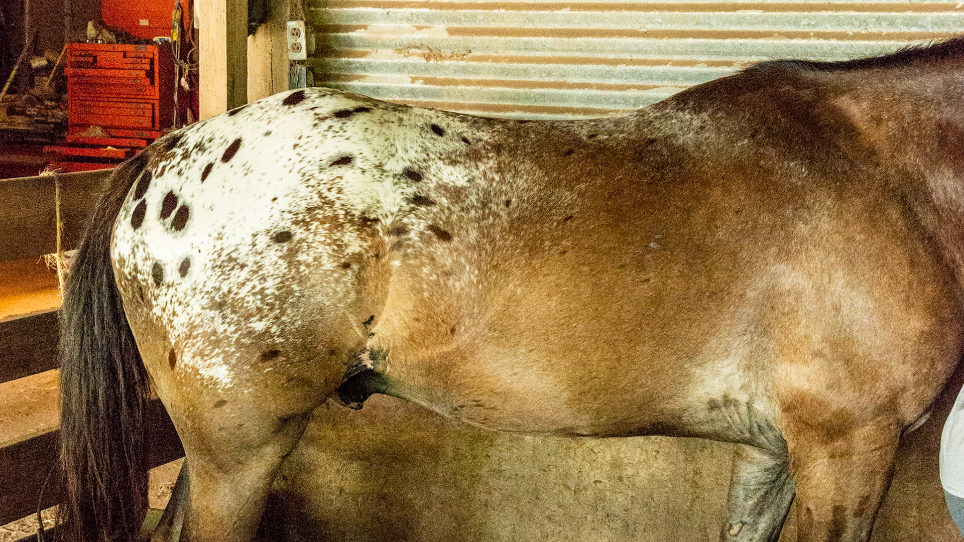 Appaloosa blanket pattern