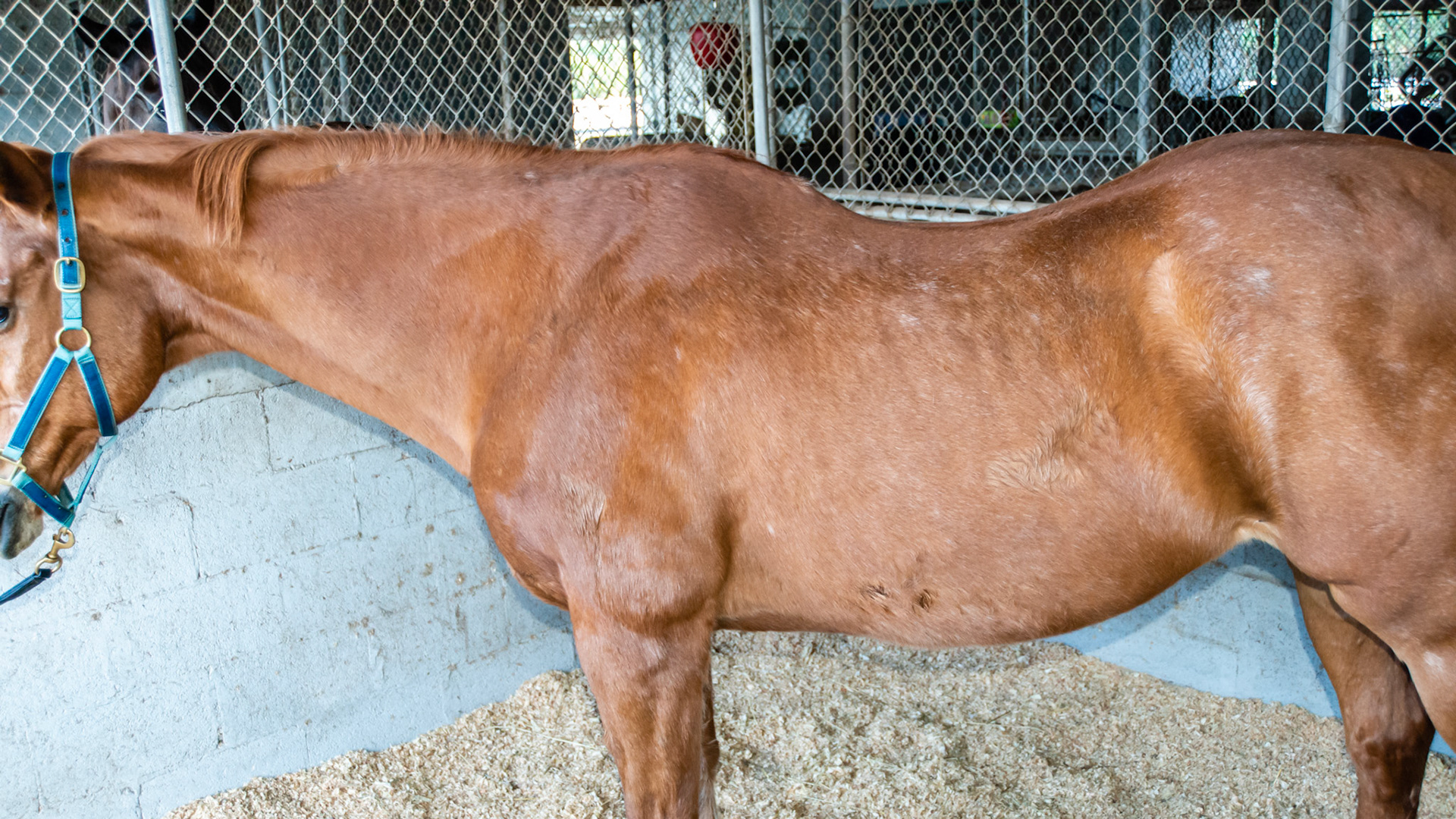 EOTRH horse 6 - 29 yr old, 403 fractured, good body condition and no difficulties chewing, cheek teeth are in good condition.