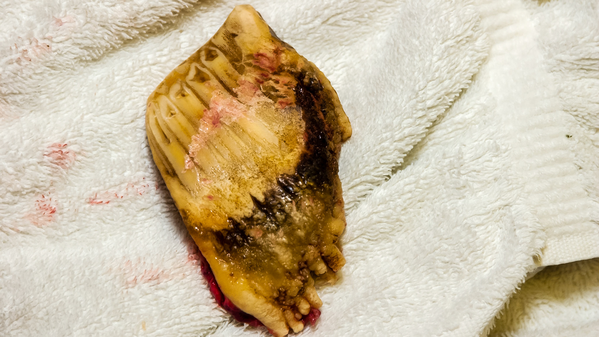 A warthog I have worked on.