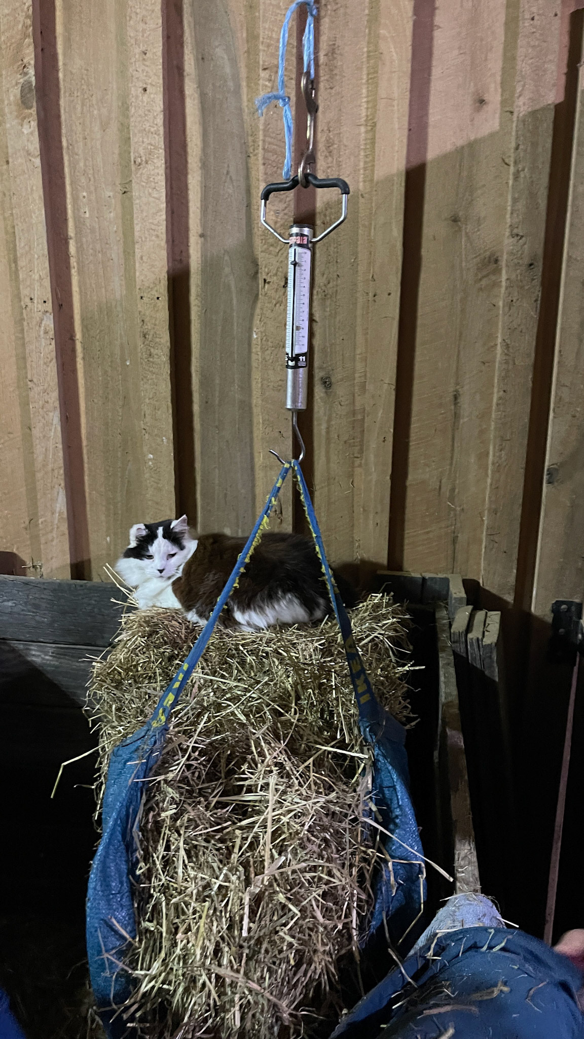 Measuring hay by weight (with the cat's help).