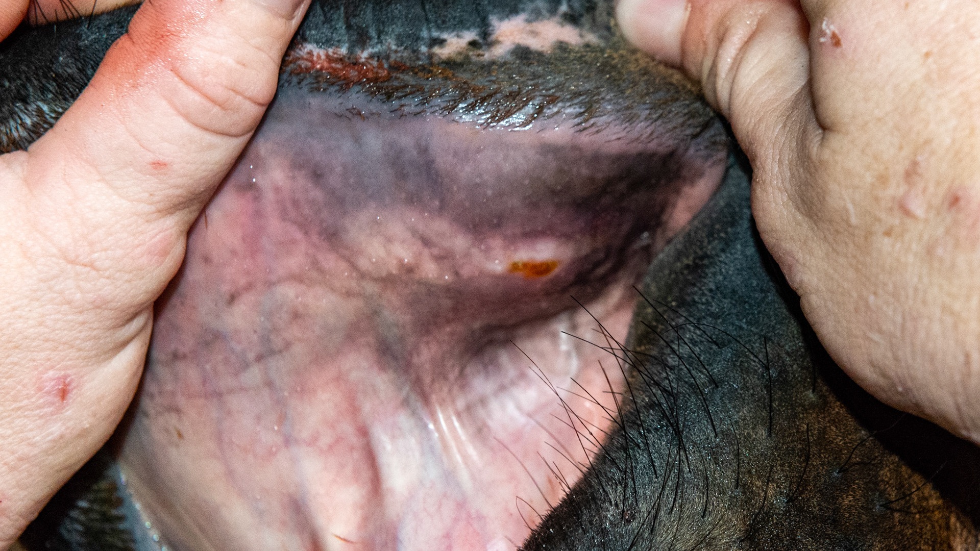 Thorns in the hay creating a sore under the upper lip on the left side of the muzzle.  Skin sweating and general discomfort with a lip injury from thorns in the hay.