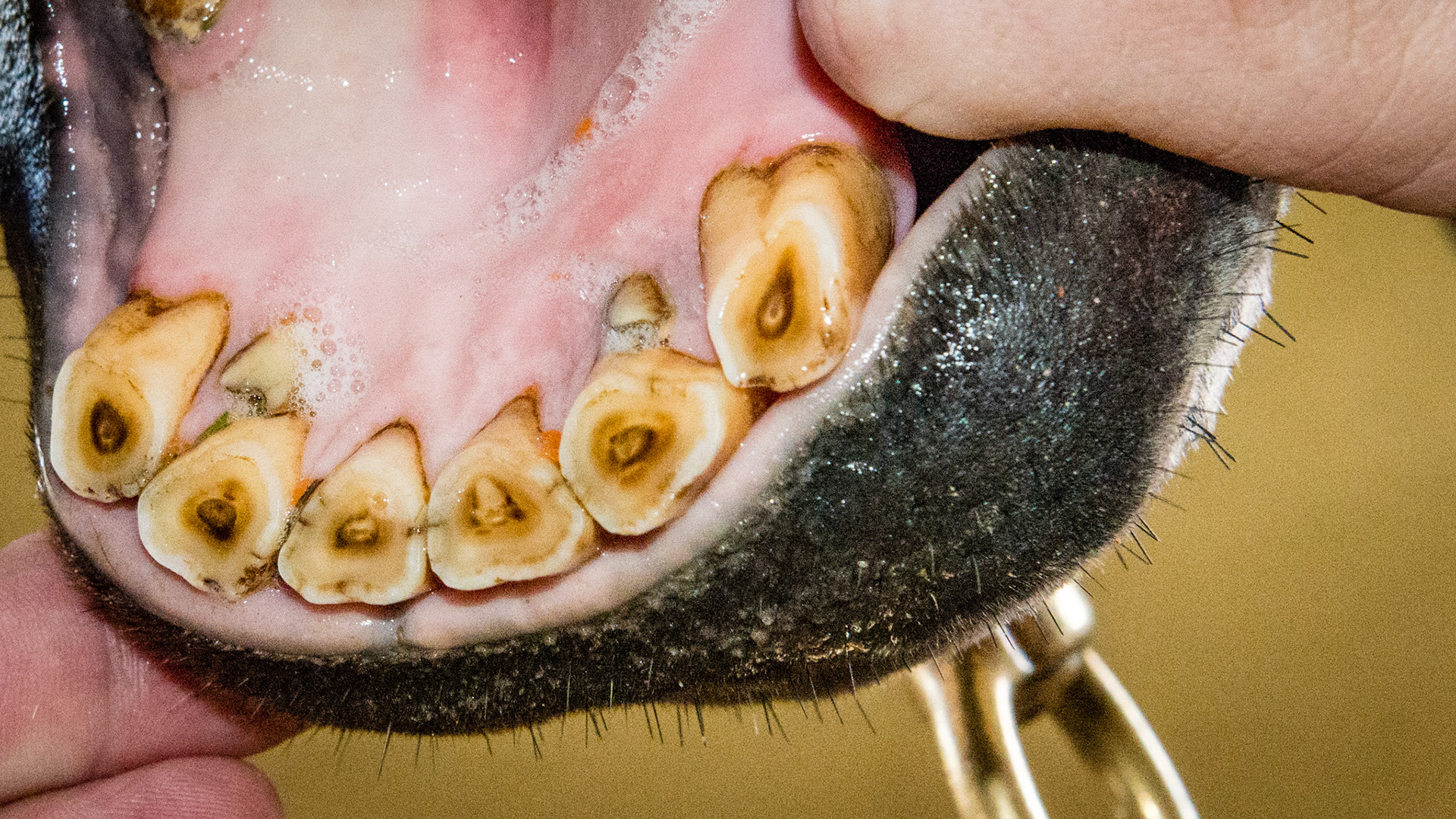 Incisor cap remnant horse 7 - 72 and 82 cap remnants in a 17 year old. Malodor but not painful. Removed without drugs using a wolf tooth elevator.