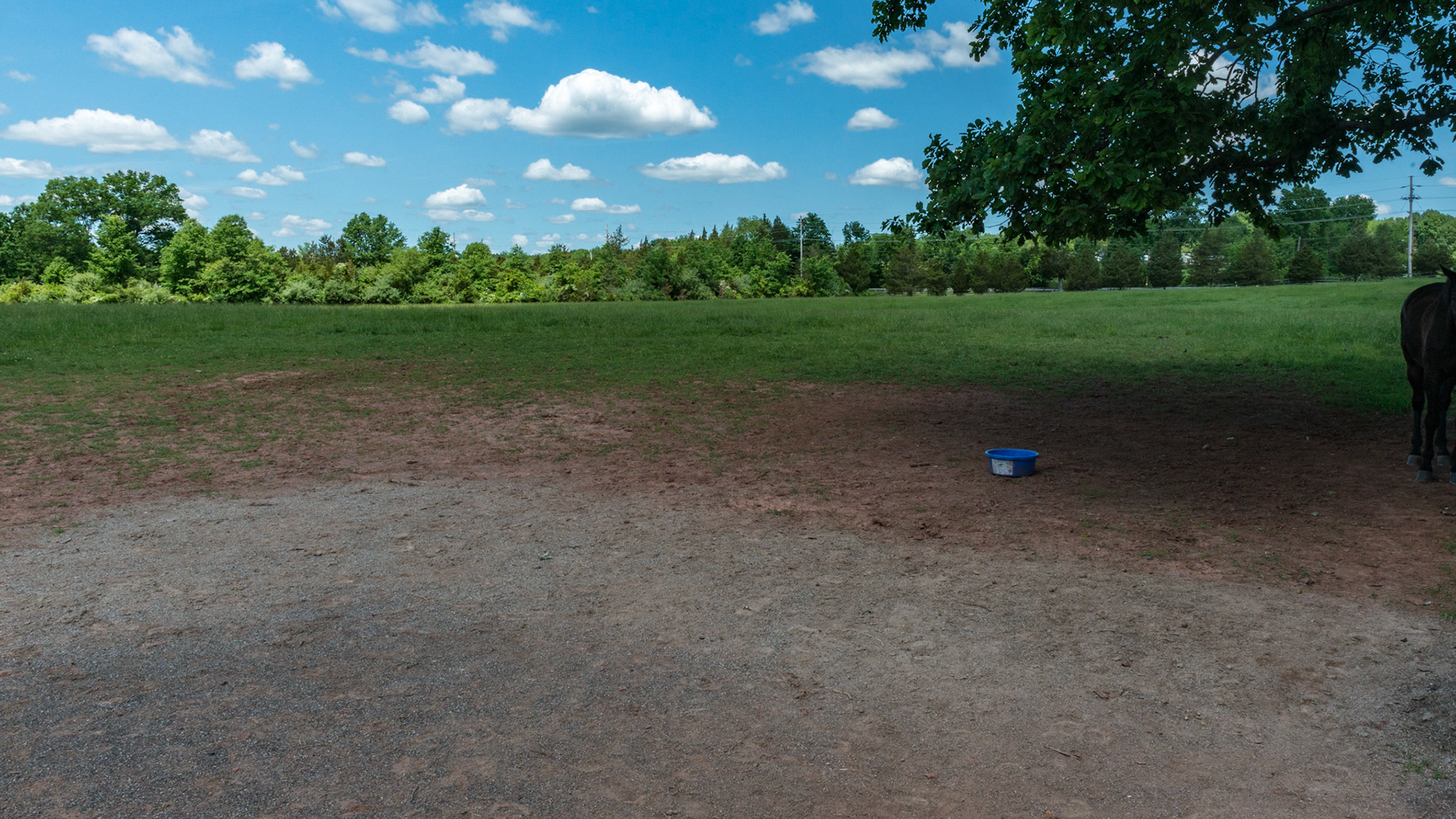 Parasite control is taken seriously on this farm with snow shovels mounted on every 4th post around the paddock for manure removal.  Note how the paddock is free of manure piles.