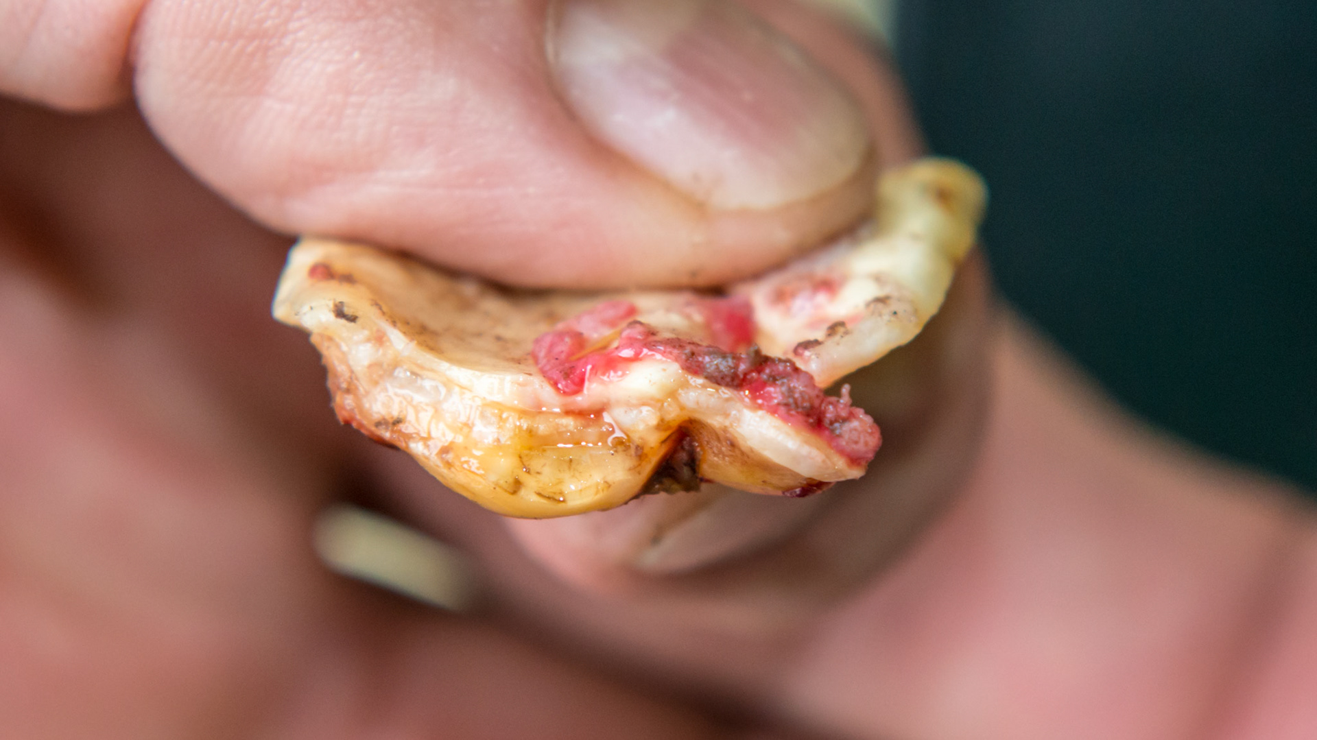 Cheek teeth fracture horse 8 -Extraction of fractured piece from buccal 107 with associated buccal ulcer.The distal edge of the fractured piece.
