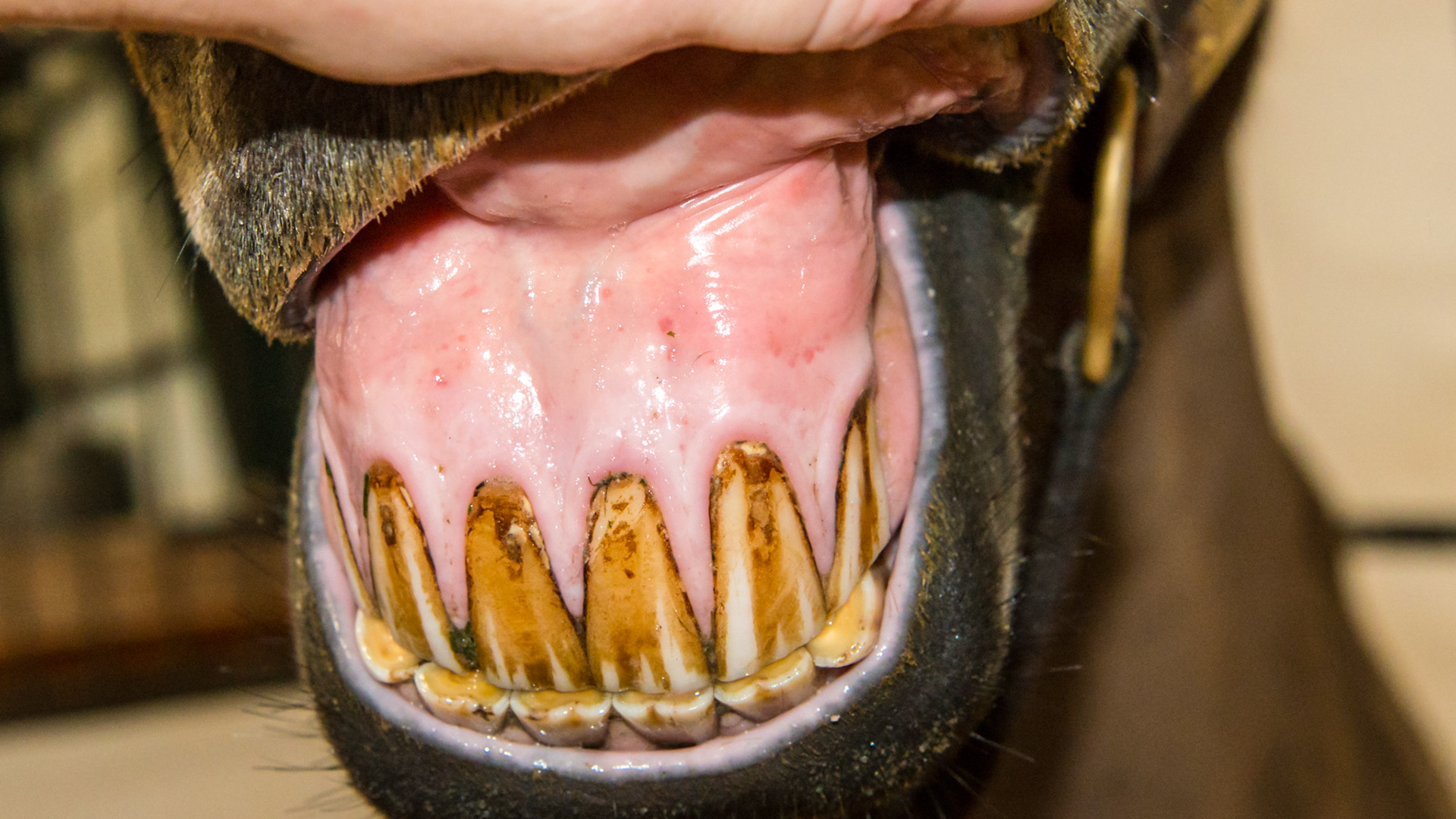 EOTRH horse 11 - older horse with thickening of the gums with a cobblestone appearance.