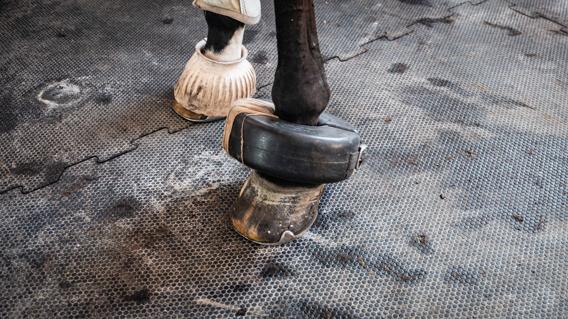 Pastern roll being used here to protect a medial quarter crack patch. The more common use is to prevent shoe boils in horses who injure the bursa laying over the elbow when laying down.