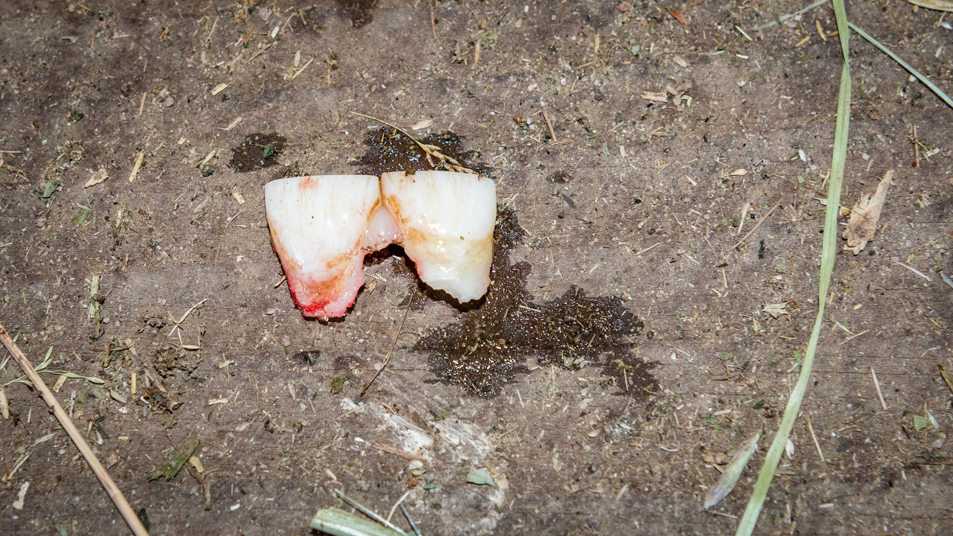 Incisor cap extractions horse 5 - These caps associated with the movie taken at Belmont on 3/21/2014