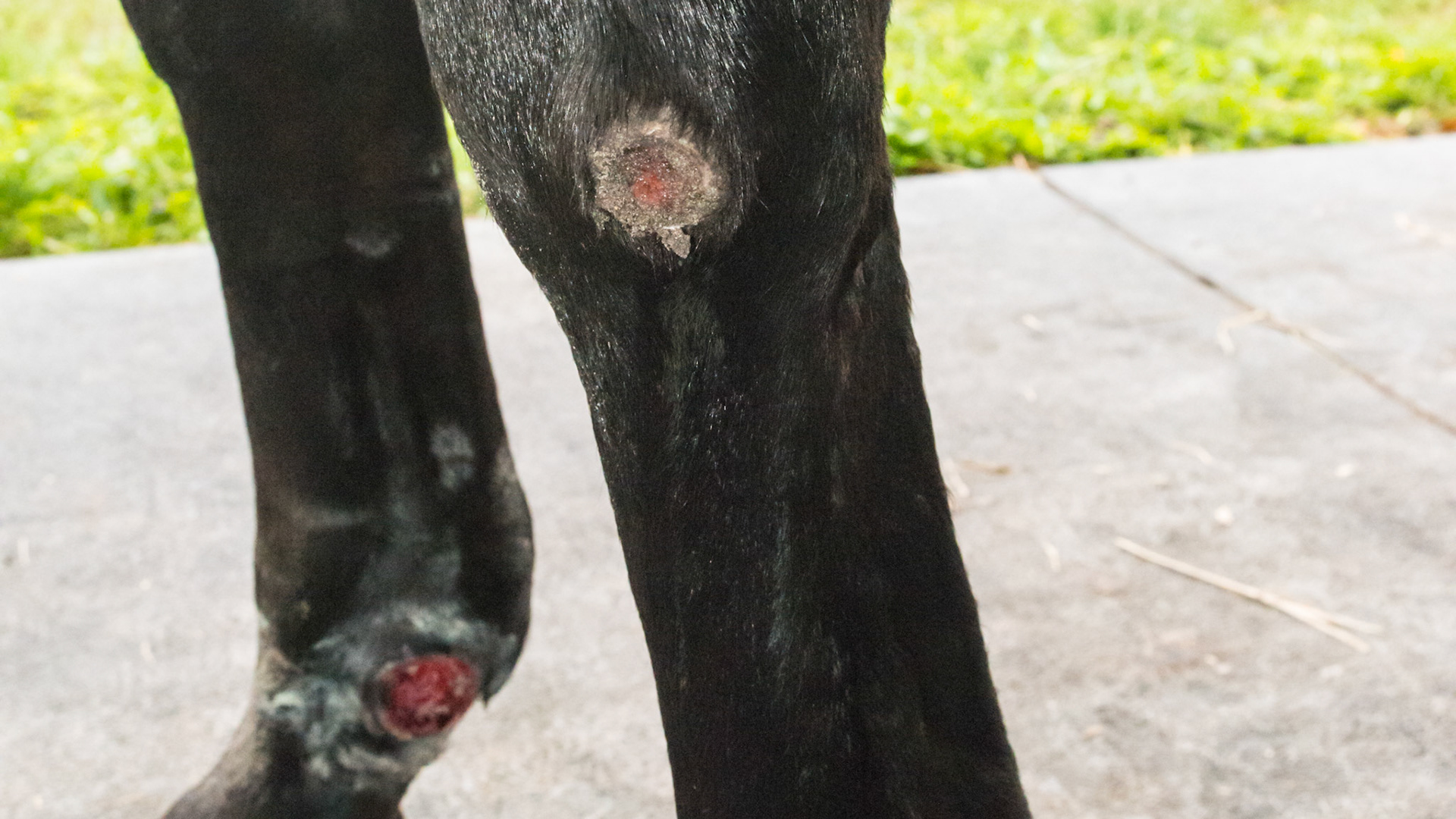 Old summer sore on left carpus that is no longer treated. Current 3 month old summer sore on right fetlock after debridement.