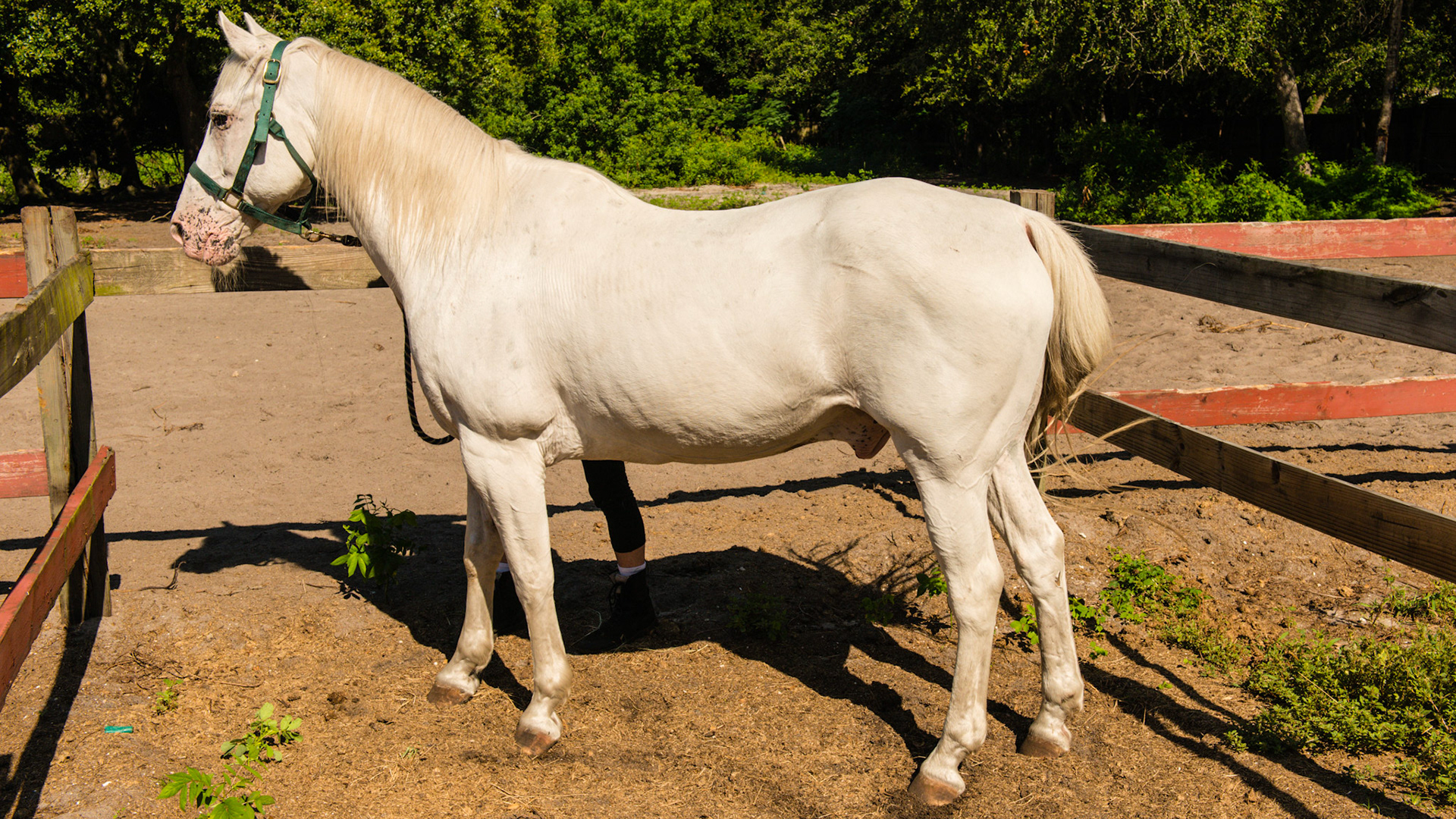 "Appaloosa Few Spot" is the official registry name for this horse according to the owner: pink skin, hair on colored spots is white, spots show when wet.
