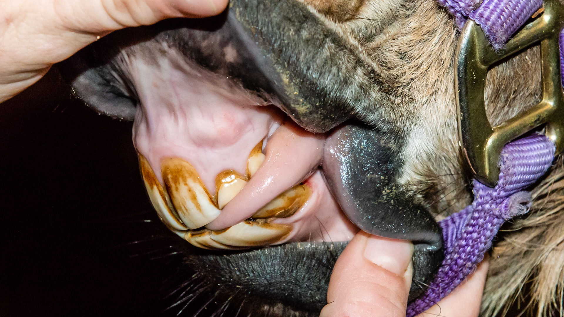The 2 upper left caps remain in position because the permanent teeth never erupted. There is a bulge in the bone above this area near the start of the lip.