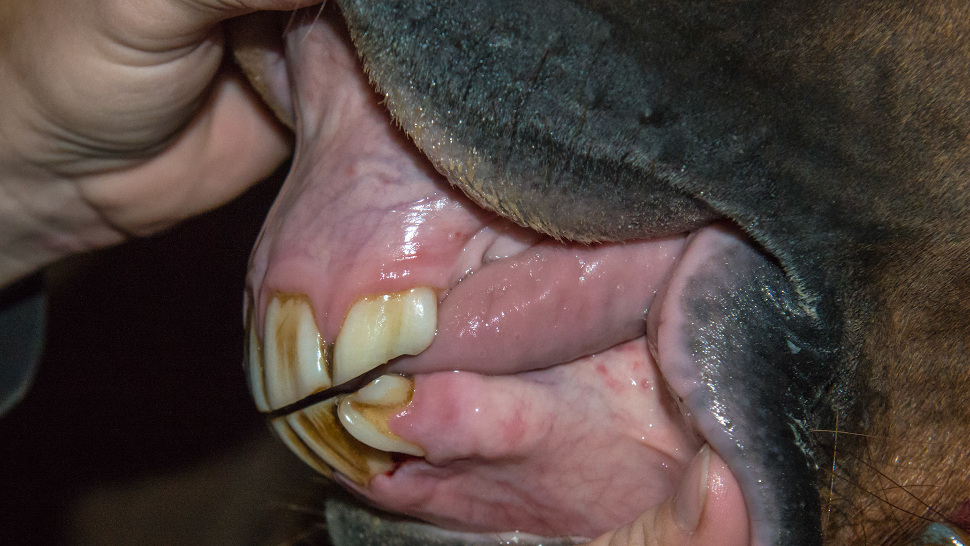 Horse M - 5/24/2007 = 06yr 5mo WB M - Abnormally shaped #303