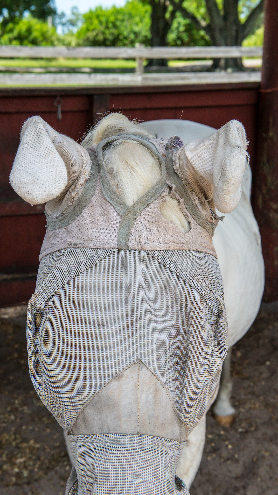 This fly mask has some socks added to cover the ears for fly protection.