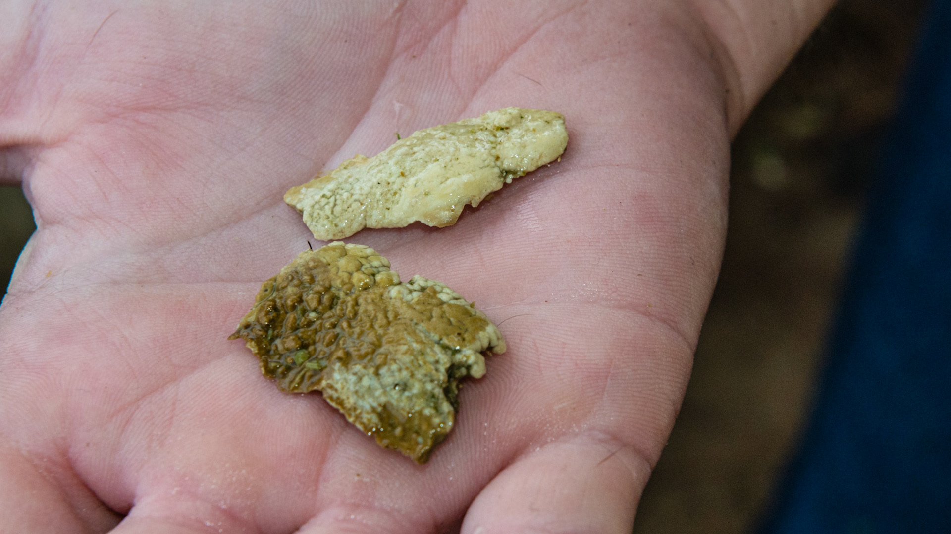 Chewing motion horse 2 - 15 yr old TB with loss of right masseter muscle for over 10 years and atrophy of the left masseter muscle. See movie. Jaw has a limited range of opening, is painful to open wide, and is maxed in the picture of the opened mouth. Her right arcades are always sharper. Her left arcade is sheared with an acute occlusal angle, and tarter accumulates along the upper left arcade.