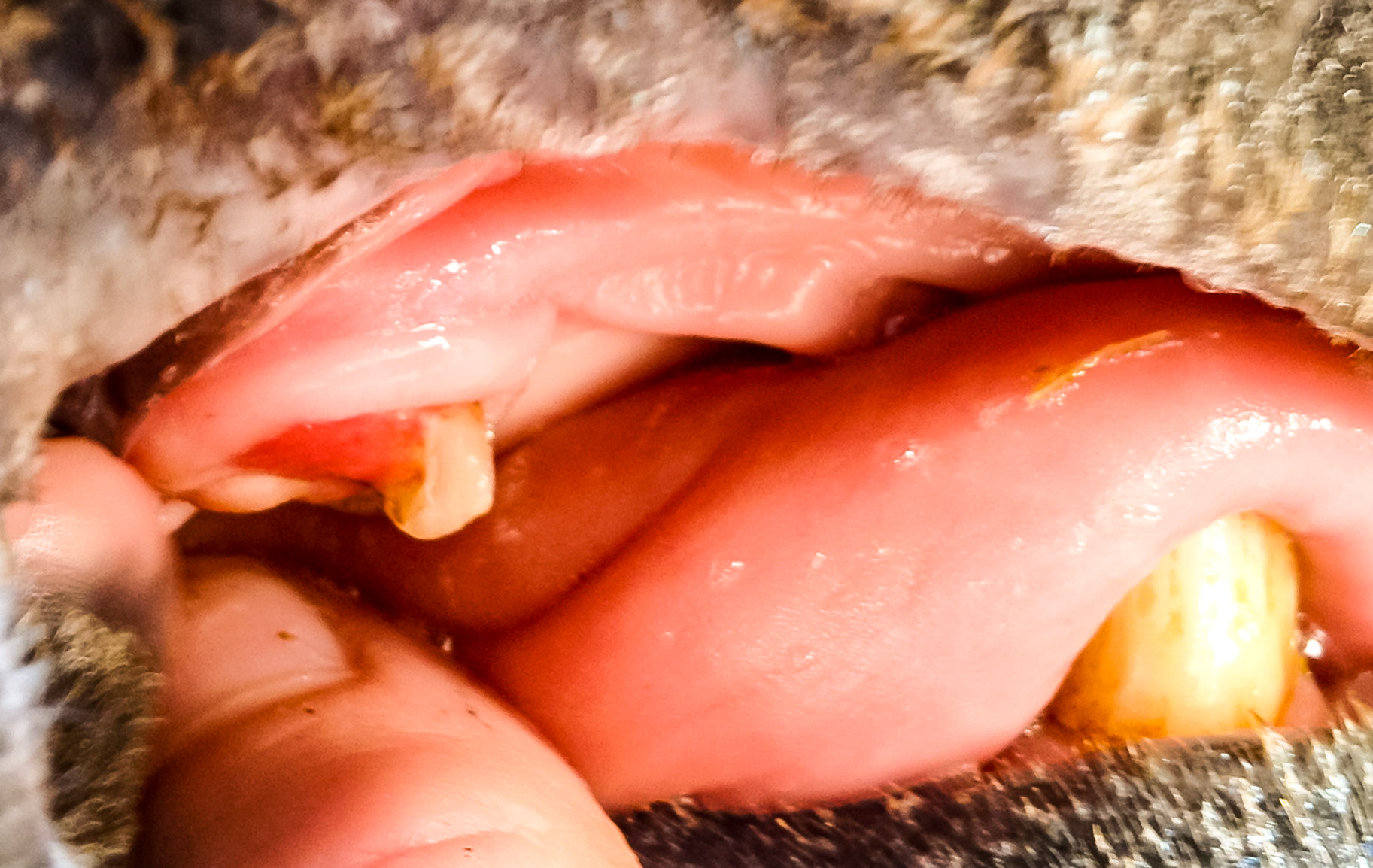 Upper canine fracture with exposed pulp.