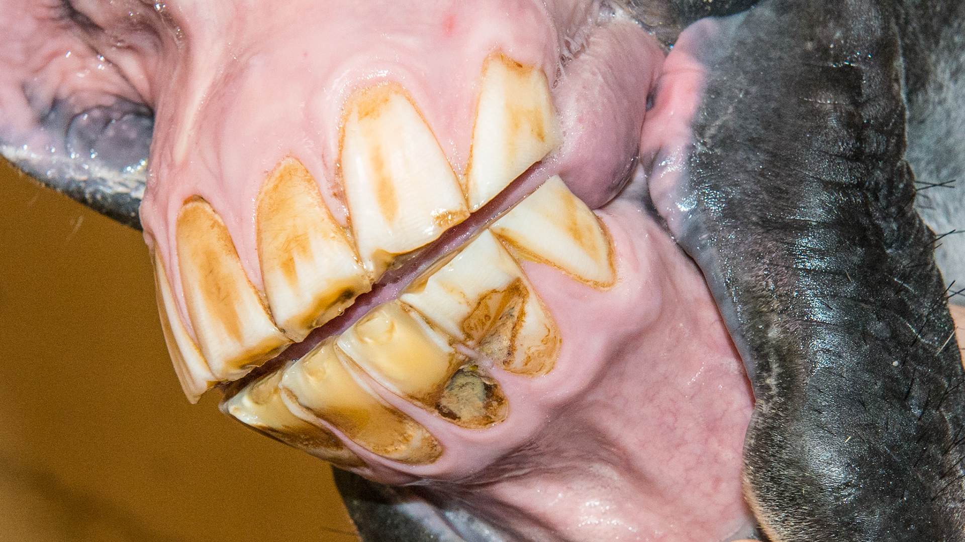 The rostral edge of the occlusal surface of the central incisors are rounded and chipped in this cribbing horse.  In addition, there is a distinct groove on the lower incisors from rubbing on solid surfaces.  Also note the labial surface of the lower incisors are worn through the enamel and cementum.