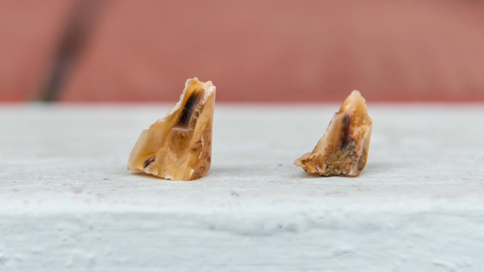 Hooks cut in pairs from both last lower cheek teeth.