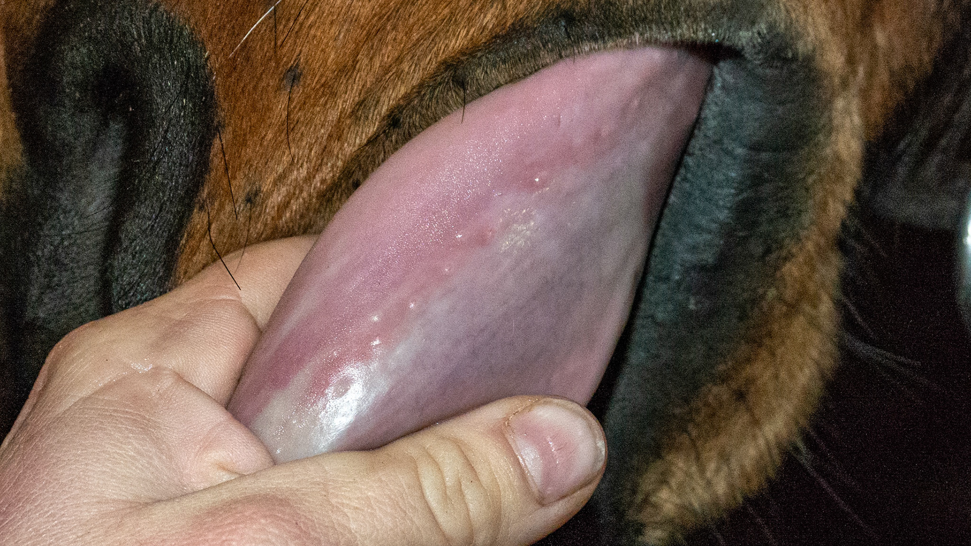 Normal bumps along the side of the tongue.