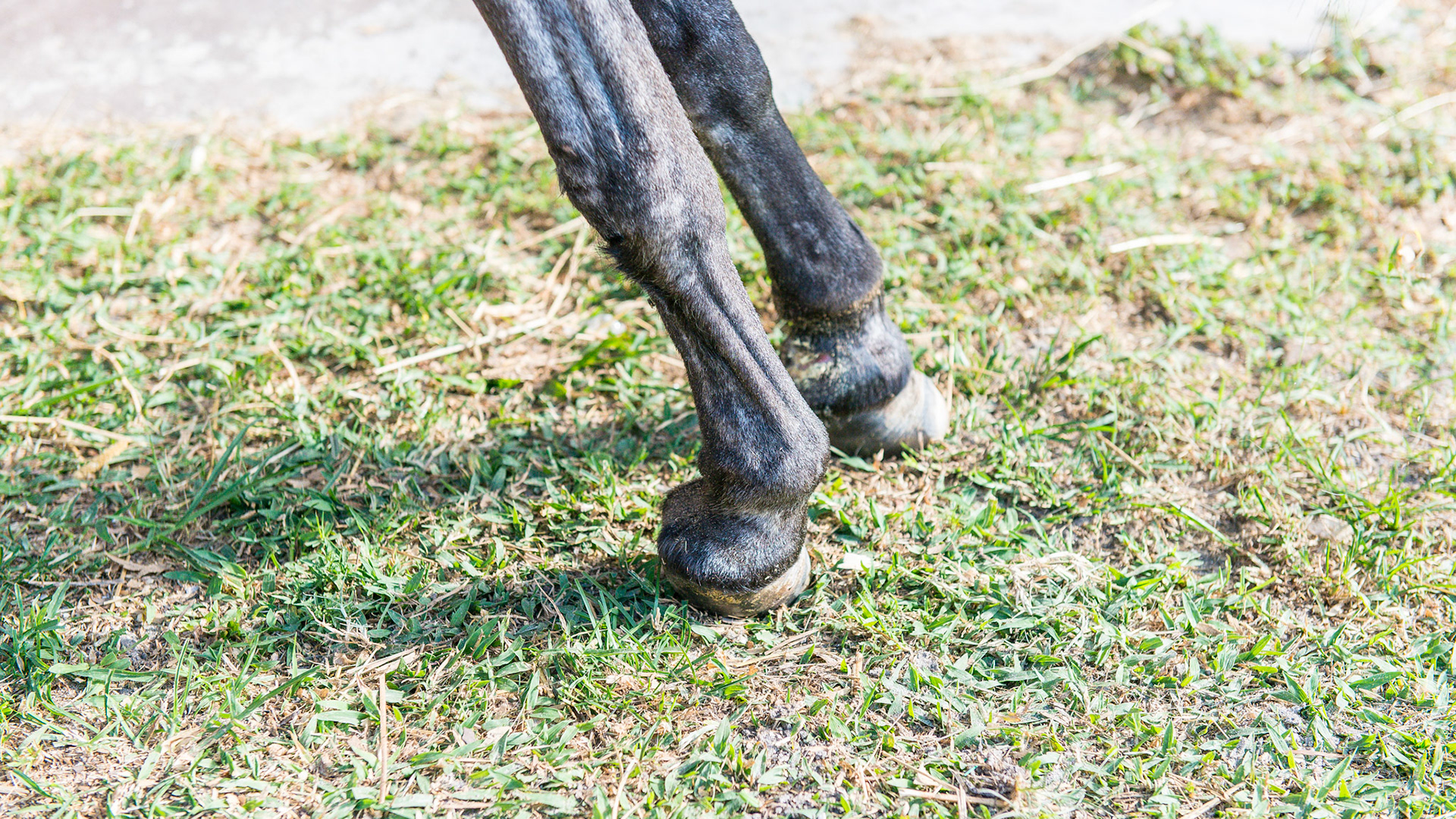 20 year old Shetland pony that 1st foundered 11 years ago. The deformity of the RF is from a deep digital tendon tenotomy (the surgical cutting of the deep digital tendon to relieve the pull on the laminitis coffin bone) that did not help her. Notice the shift of weight to the hind limbs. See the video for her movement. The question of Quality Of Life will occur when viewing these images, but the pony showed no desire to lay down and die.  She had not required any pain relieving drugs for over 10 days at this point. She had free movement about the farm with limited grazing to the weeds around the barn.