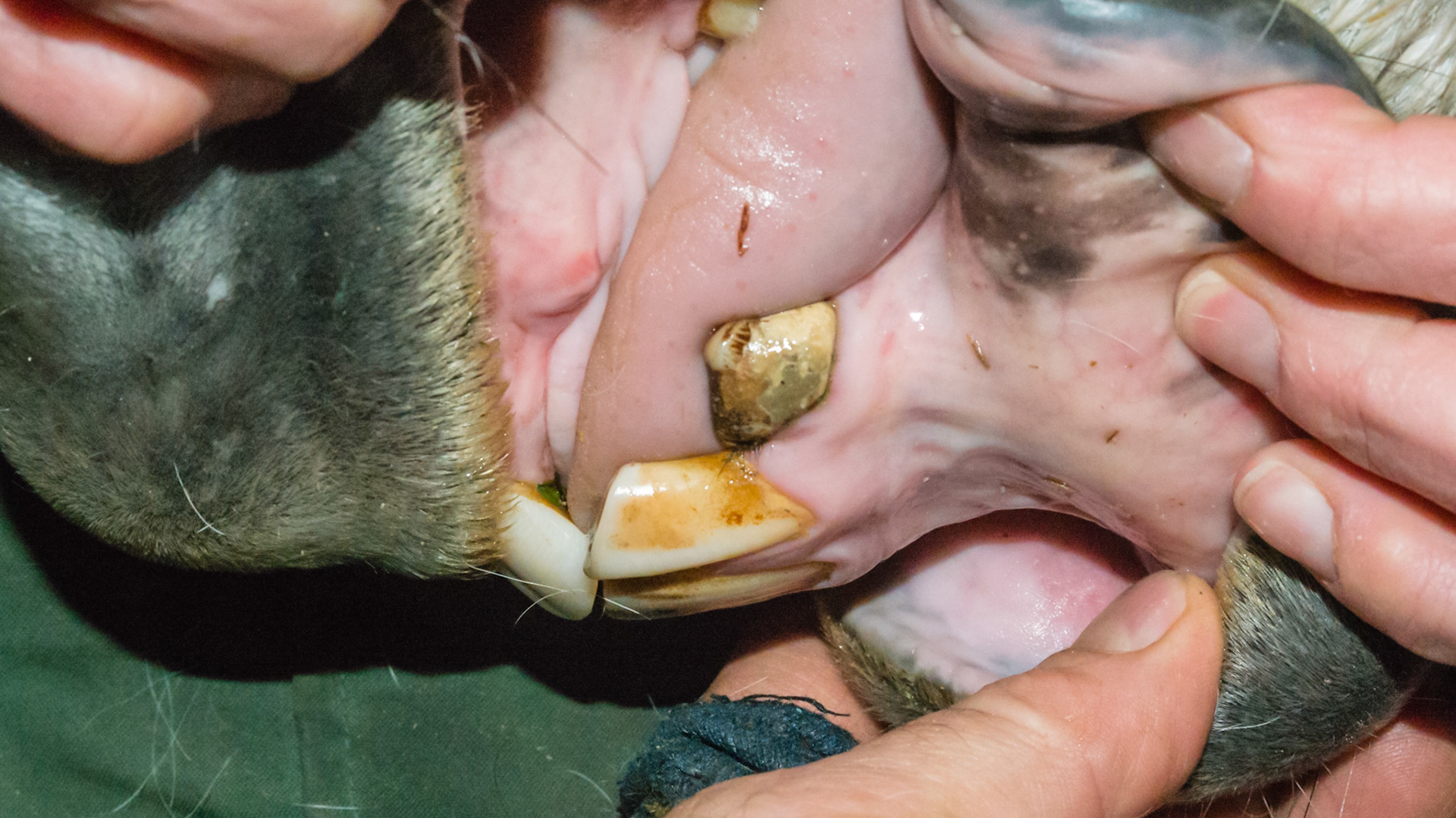 Dental calculus (tarter) surrounds the lower part of the lower left canine while the tp of the tooth remains exposed