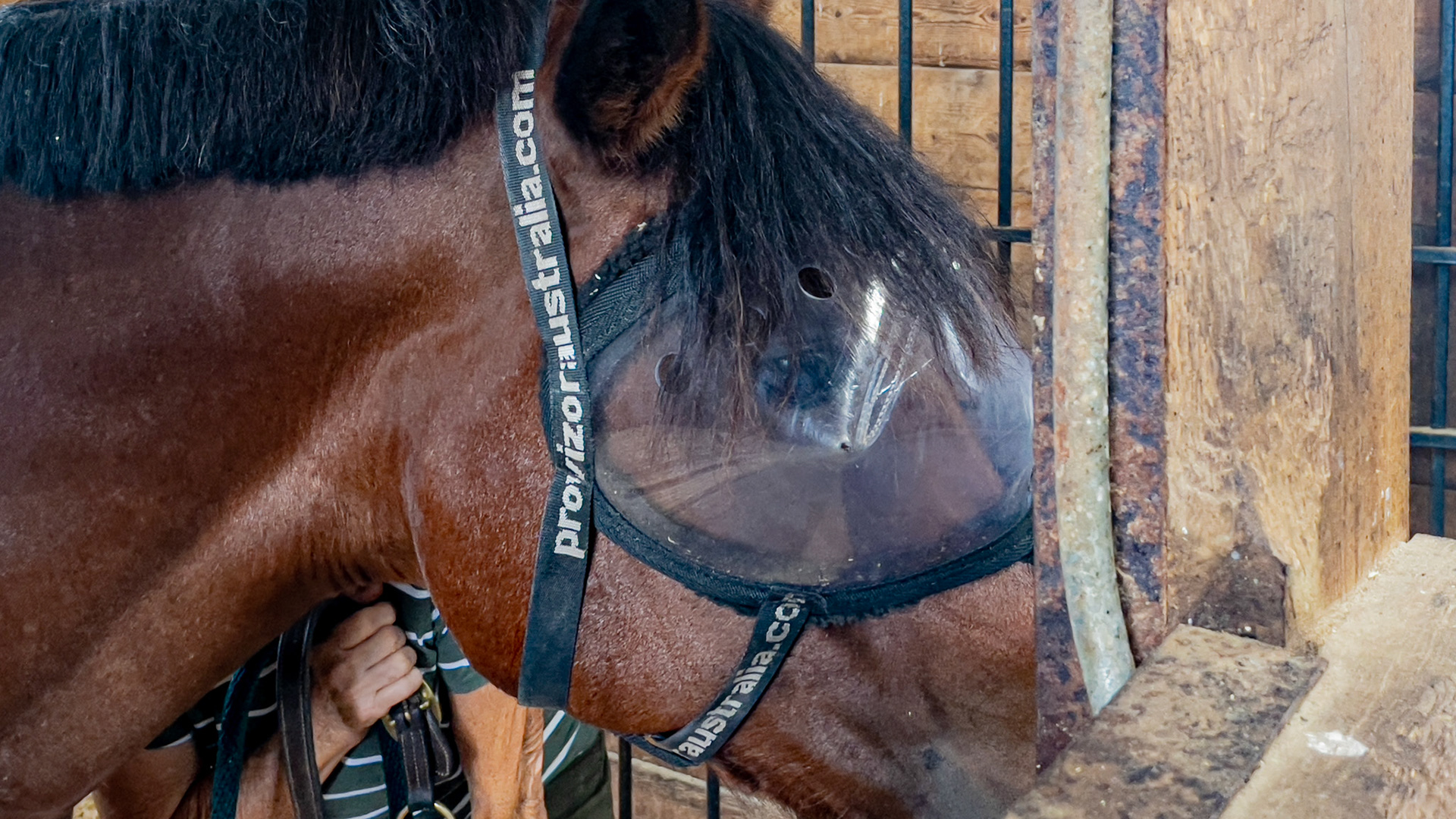 A protective visor for a horse with painful keratitis of the left eye. Note several large air holes and the durable material. The straps secure this well, and the horse feels comfortable wearing it.