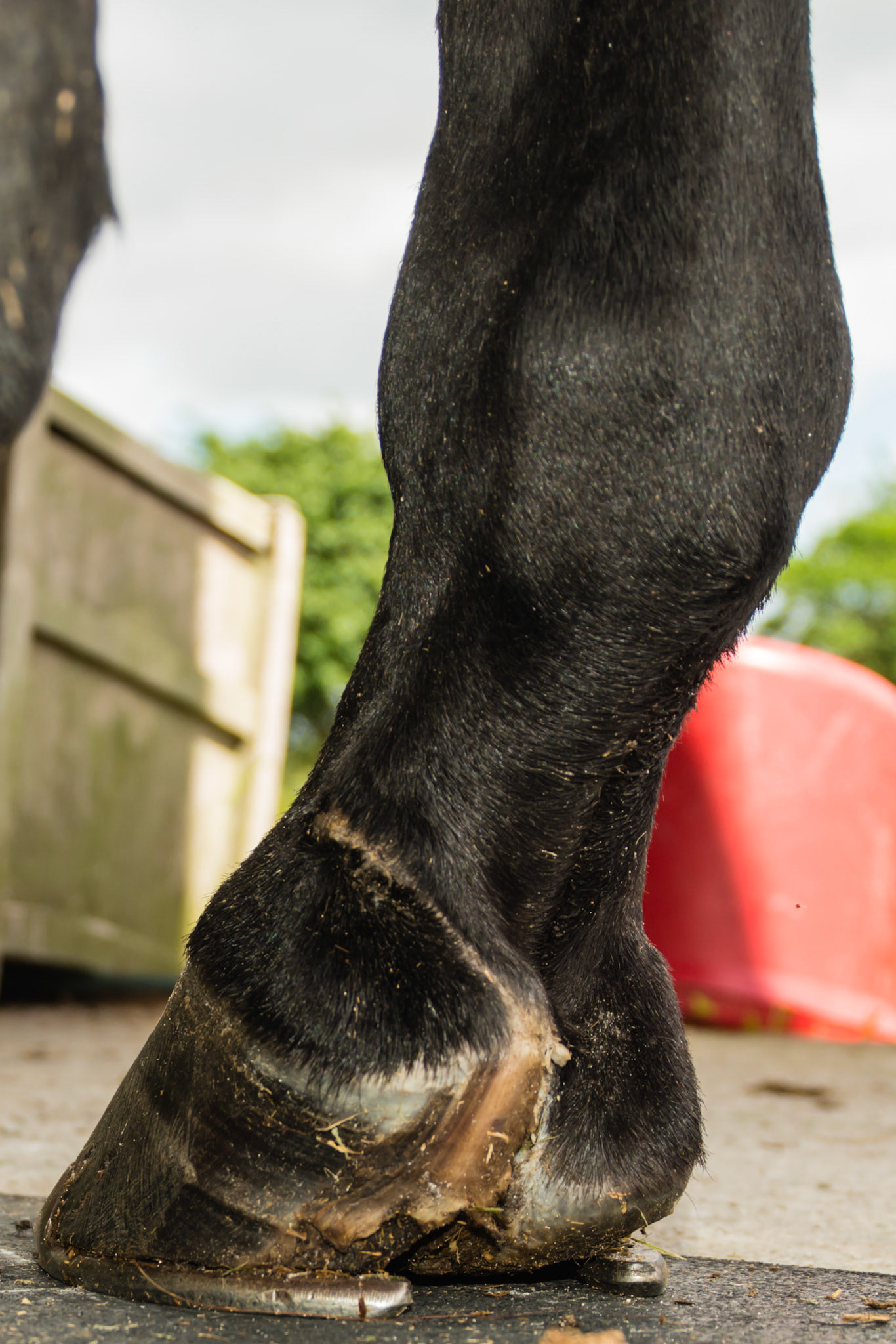 This horse was rescued 1 yr ago with a RH medial heel injury avulsing the hoof wall and cutting into the soft tissue of the pastern. The sheared heel is mechanical caused by the scar tissue. The horse walks with a mechanical lameness meaning the limp is not from pain.
