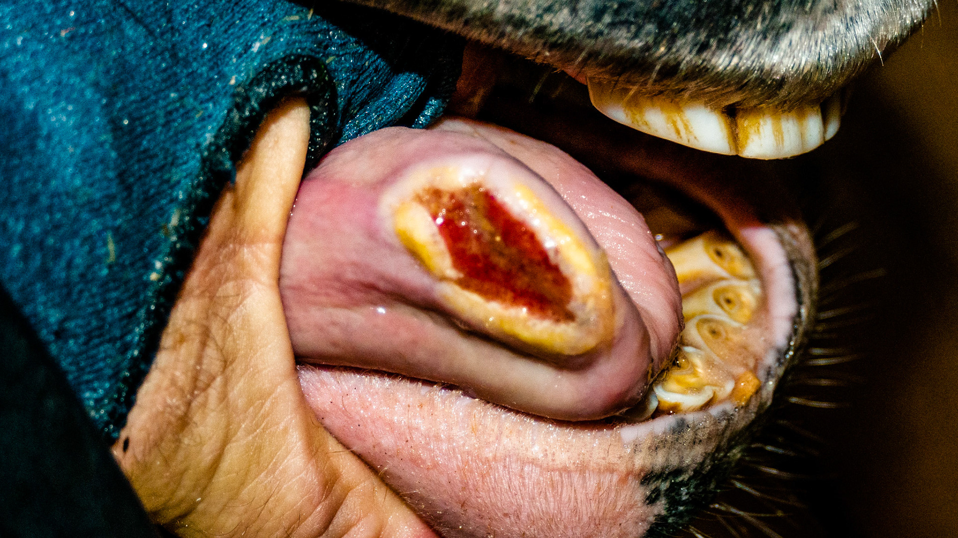 Large tongue ulcer secondary to a split lower canine tooth. This was an incidental finding discovered when floated.  The horse made no issues with this ulcer.