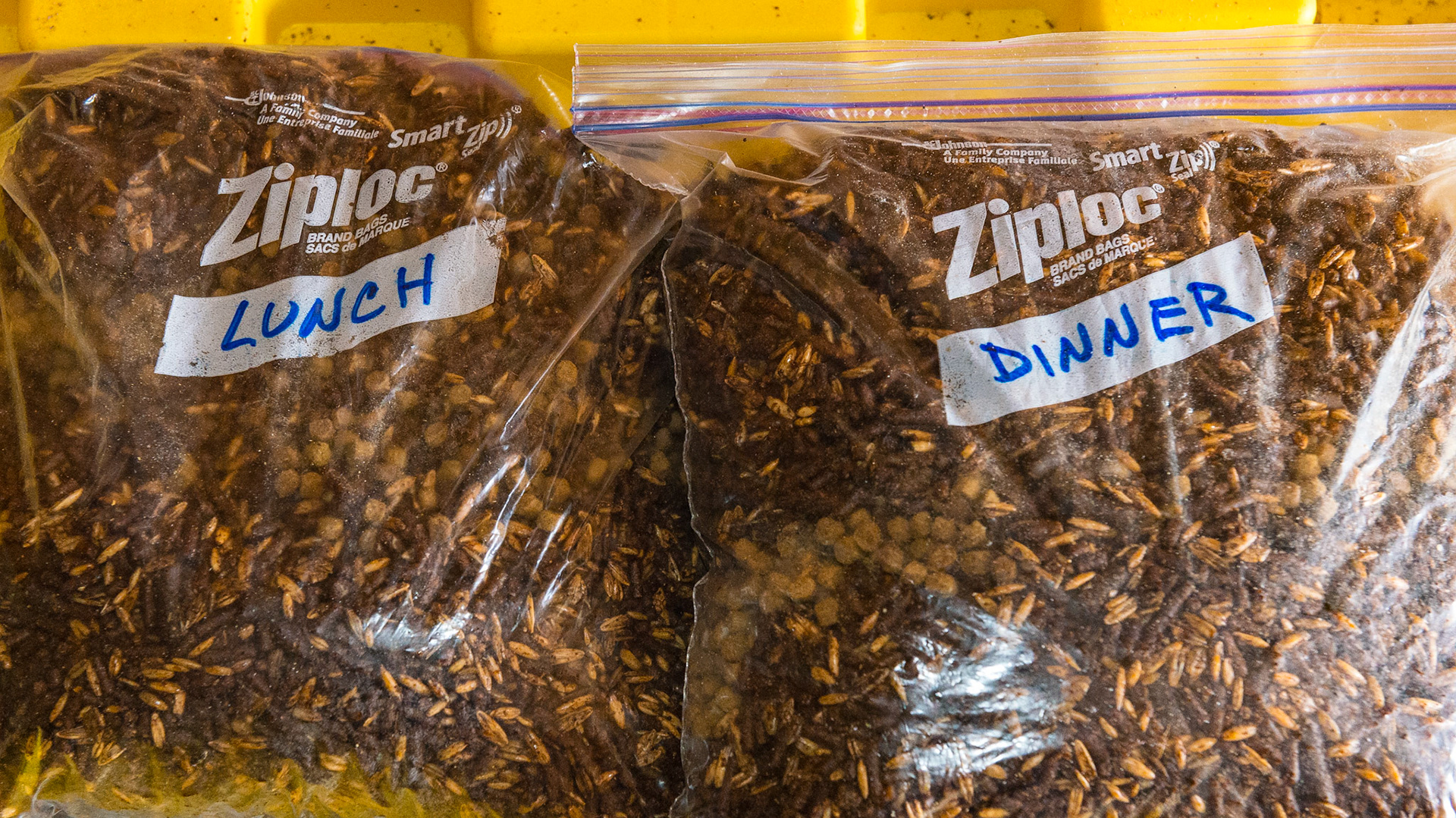 Each meal is bagged and labled with the time for feeding. Necessary in a boarding barn where compliance was poor in this horse owner's experience.