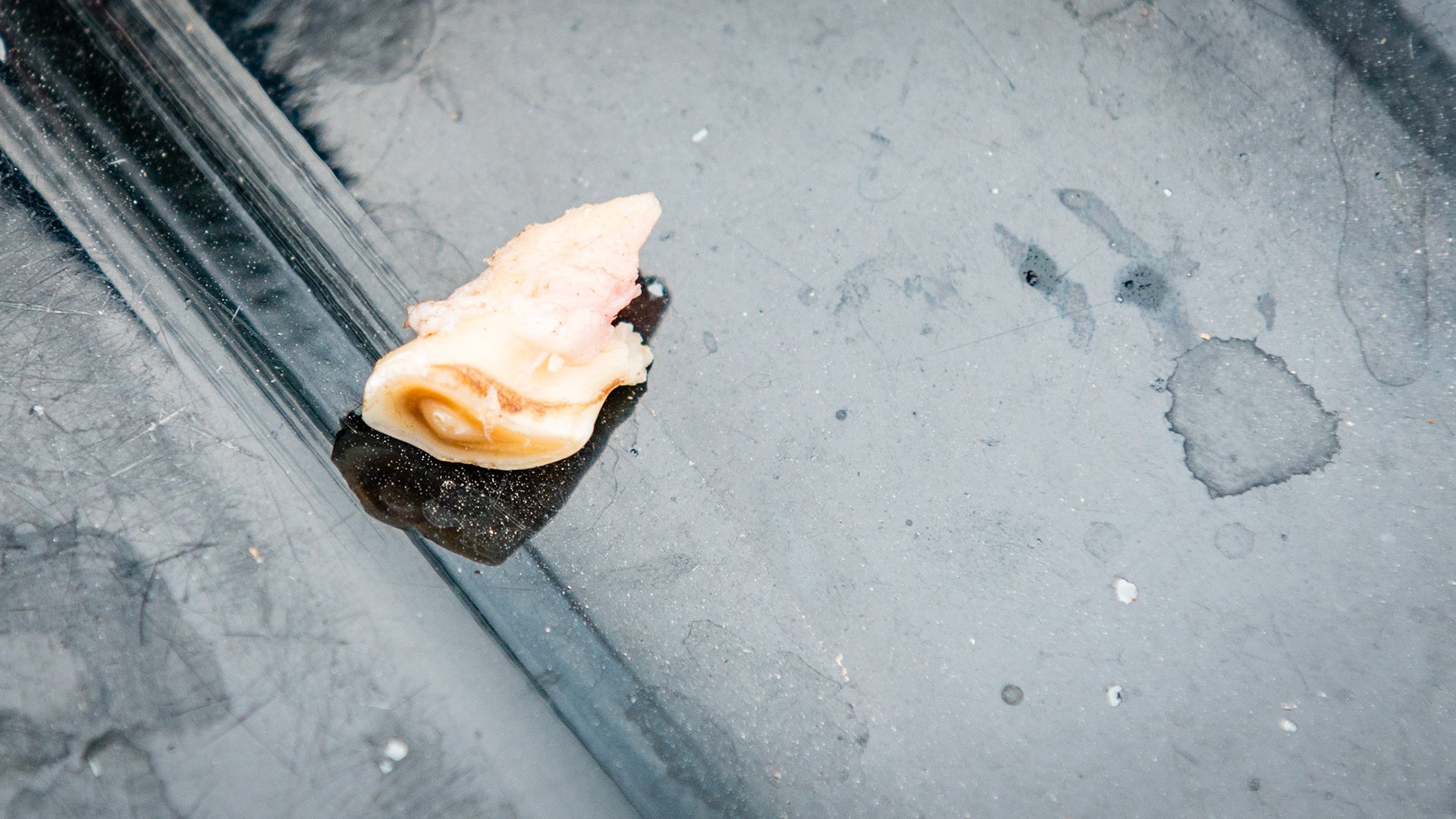 Incisor cap extractions horse 4 - Three views of a deciduous incisor with a root like extension preventing this cap from being shed.  It is #53 and had fully displaced 103 caudally from its normal position.