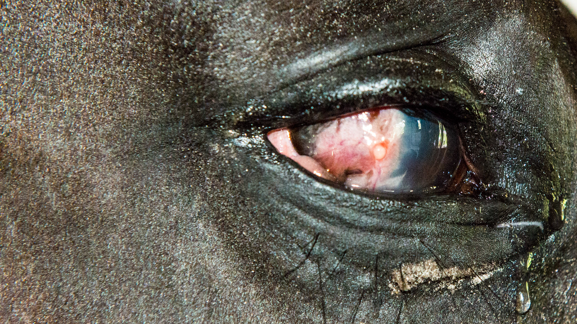 This eye had a scratch which 4 days later became an ulcer according to his owner.  Subsequently a fungal infection occurred requiring an keratectomy (surgery to remove part of the cornea). This is 6 months later.