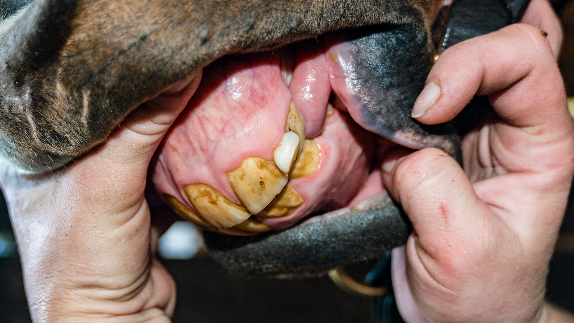 Horse B - Retained 63 cap displacing 203 caudally