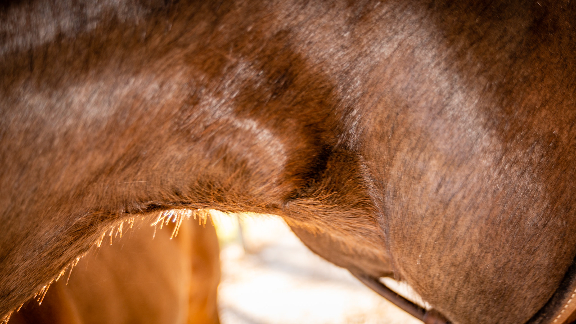 The thyroid gland on this horse is seen between the fingers here and is enlarged and non-painful.  The owner (a human medical doctor) had noticed this enlargement had recently developed and was worried as to its cause. She had also recently added a supplement with the 1st ingredient of seaweed (kelp).  Removing this supplement restored the thyroid to its normal size within a week. The ingredient label can be seen in one of these images. Enlargement of the thyroid has 3 causes: 1) excess iodine as in this case, 2) too little iodine (rare in horses) and 3) idiopathic (no known reason).