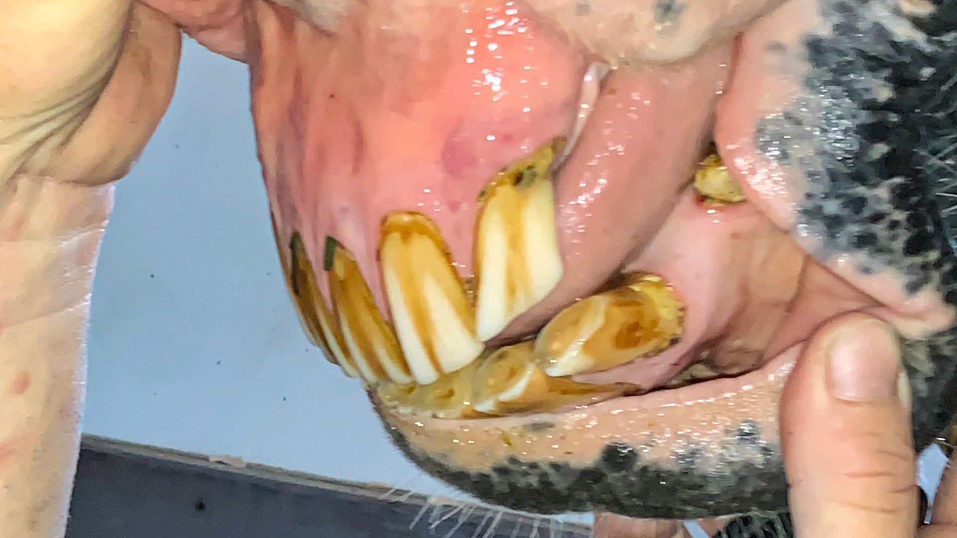 Moderate EOTRH with hypercementosis exposed on the upper corner incisors.  Note receding gum line, mottled gums, tarter on the teeth at the gum line and a groove forming between the incisors. Judging from the large amount of white on the corner incisors, I can presume that the tongue is more active at both upper incisors which may be the reason why the gums in these areas is more receded.
