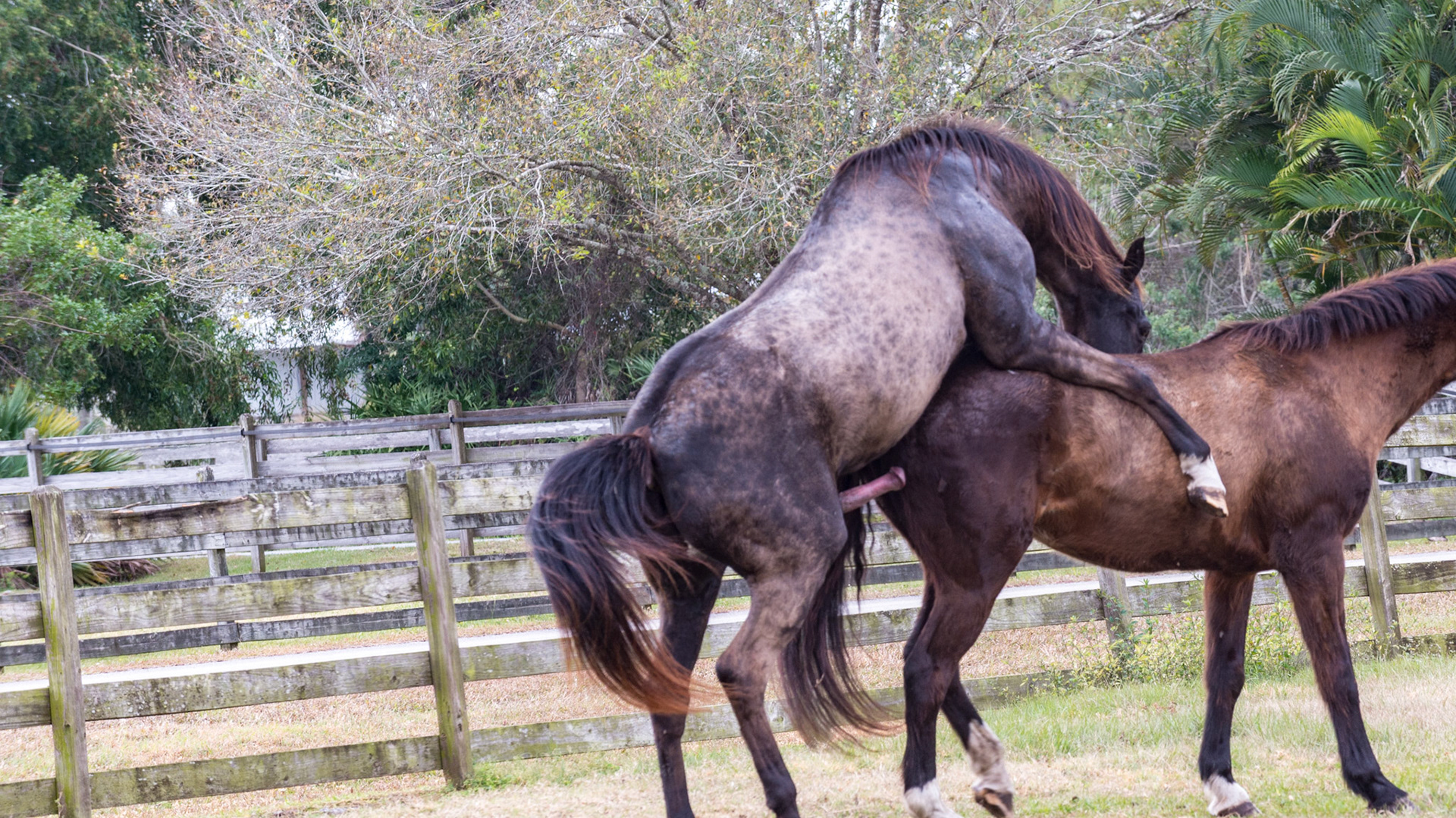 8/25 - He is standing on his left hind leg as he attempts to get taller.