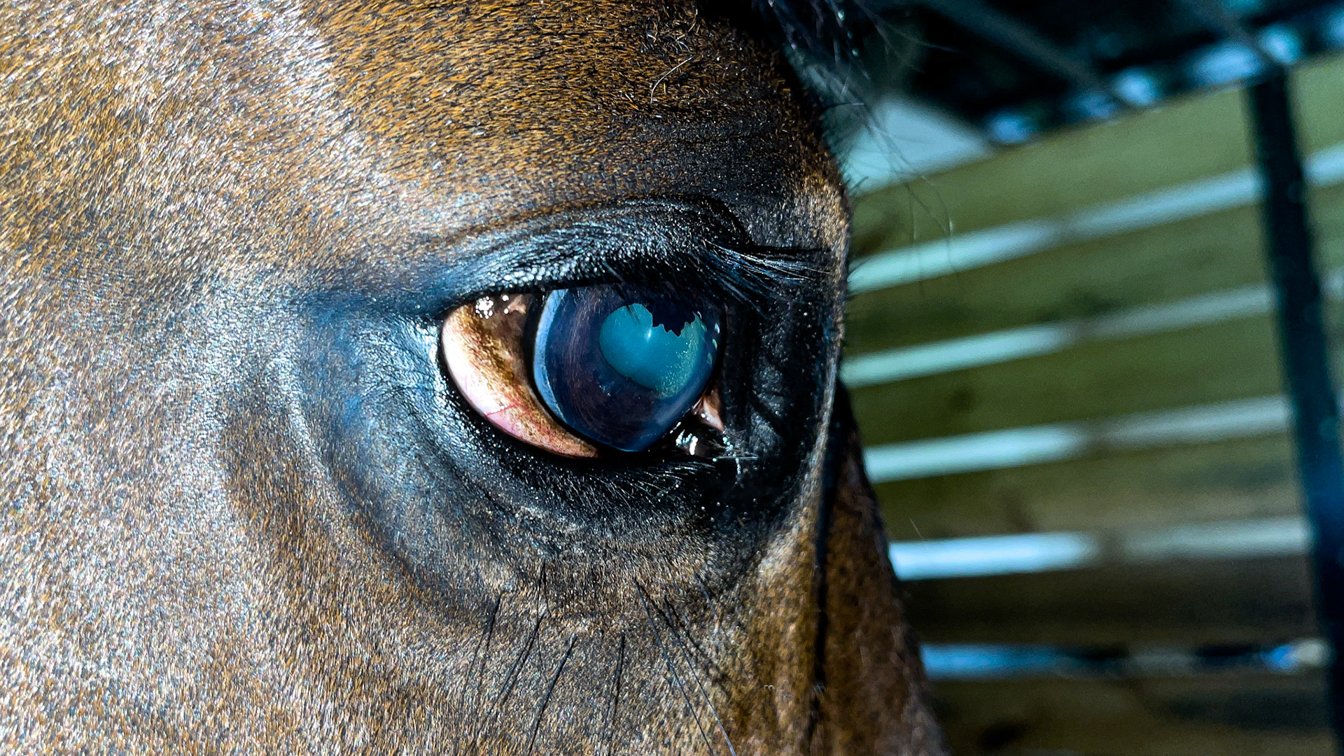 No vision in the right eye. Unknown cause.