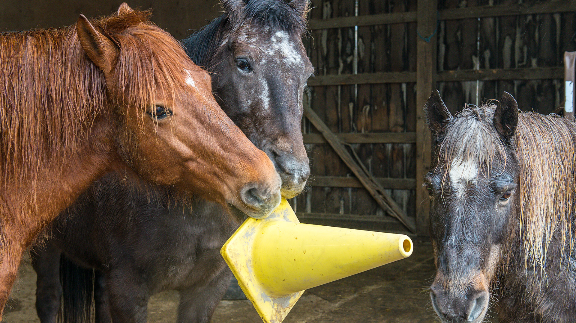 Normal playing between horses that are happy in their environment.  Good social skills are evident here with about 10 other horses present but not interested in this game.