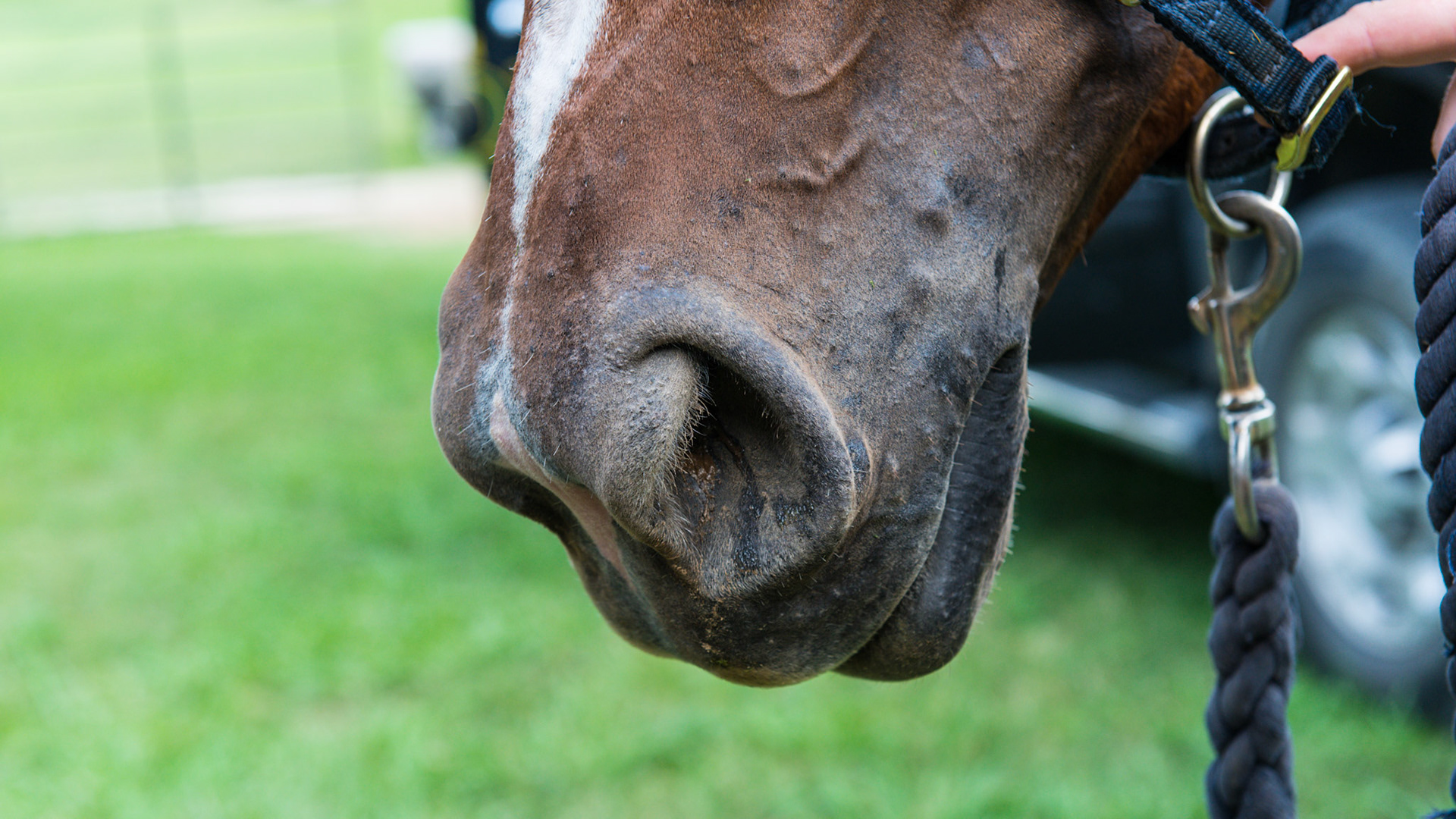 Horse A - Dilated nostril with respiratory rate over 100.