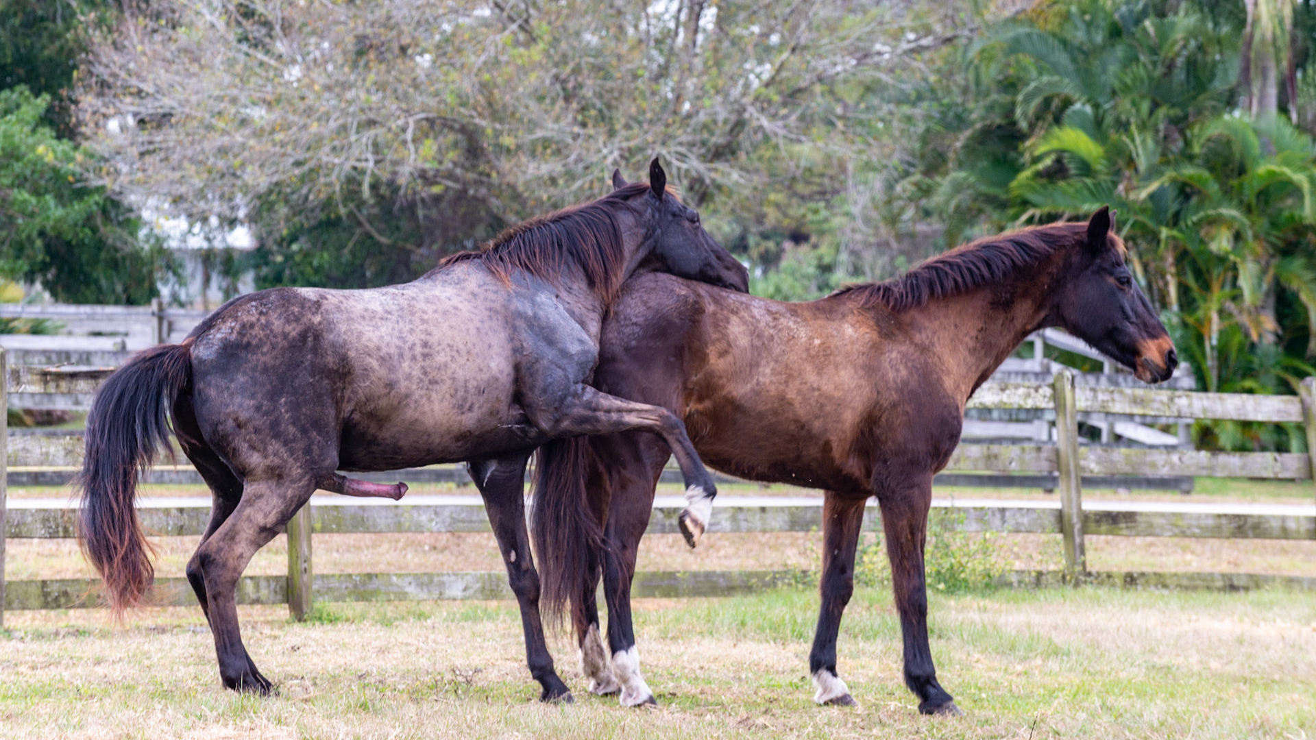 5/25 - Lazy or unfit stallions will use their neck to help mount the mare.  Young stallions can stand on their back legs and walk onto the mare.