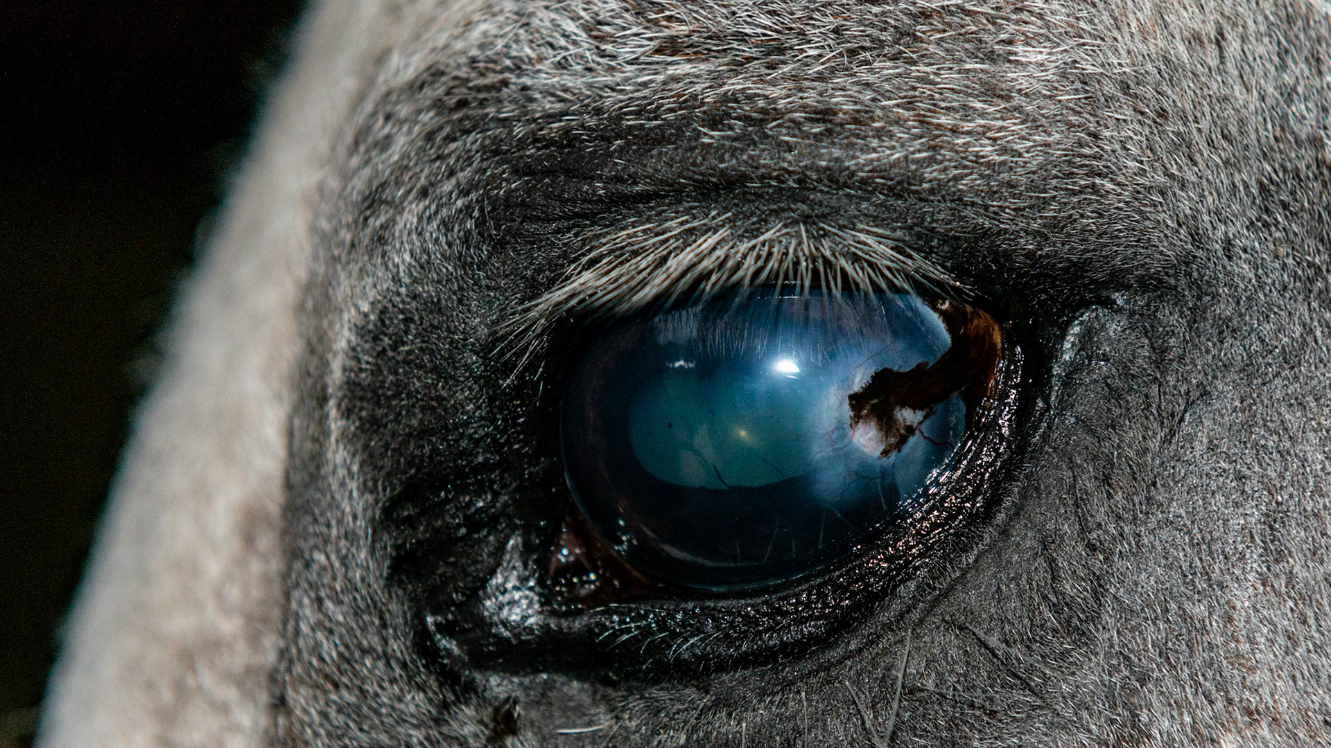 Horse E - Small corneal puncture 9 months ago with loss of ocular pressure. Conjunctival flap surgery closed the hole allowing ocular pressure to normalize. Cornea was completely opaque until 2 weeks before this picture. Eye has no pain and she is visual. Daily care by this owner made this operation work.