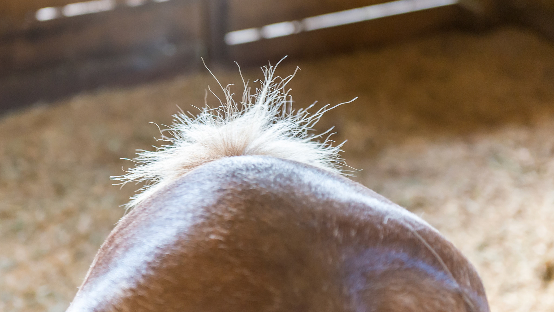 Rubbing the tail - The hair at the top of the tail is frayed from this pony rubbing his butt.  The itch is not on the tail but inside the anus.  Clean the anus out with a wash cloth and warm water with soap then wipe with your finger a generous amount of hydrocortisone cream (off the shelf at your local pharmacy) into the anus.  Another way to do this is to just squirt a generous amount of hydrocortisone cream directly into the anus plus or minus inserting one finger and distributing it evenly.  Vaseline® will also work.
