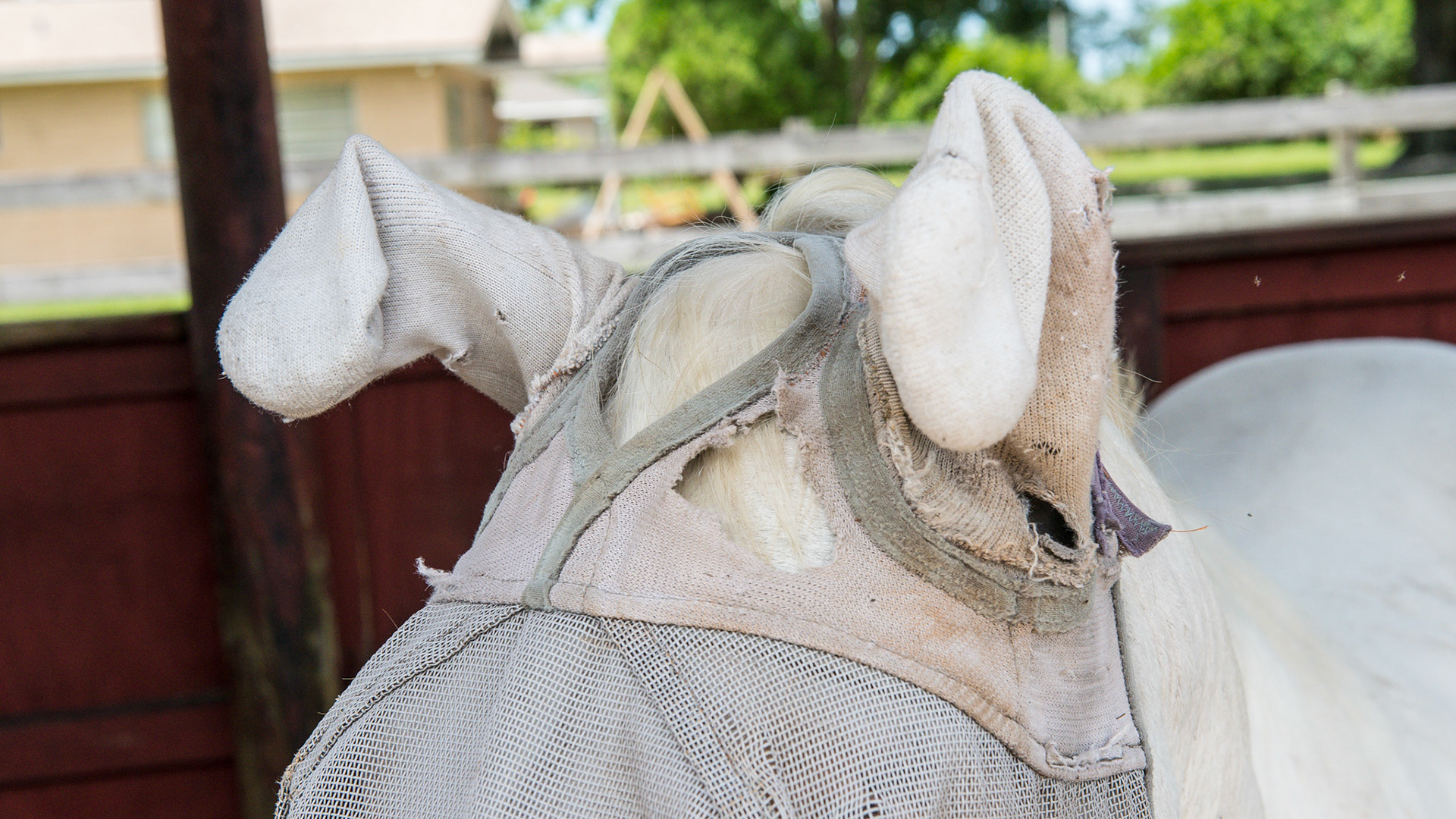 This fly mask has some socks added to cover the ears for fly protection.