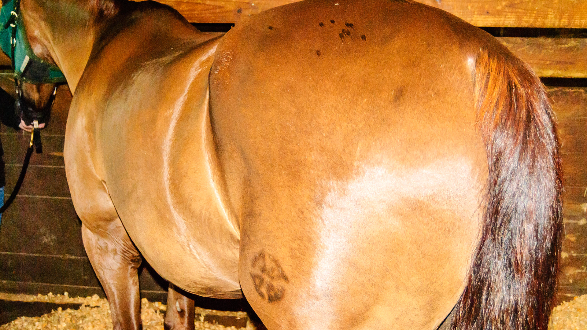 Ineffective incisors but the horse is in good condition and chews well.