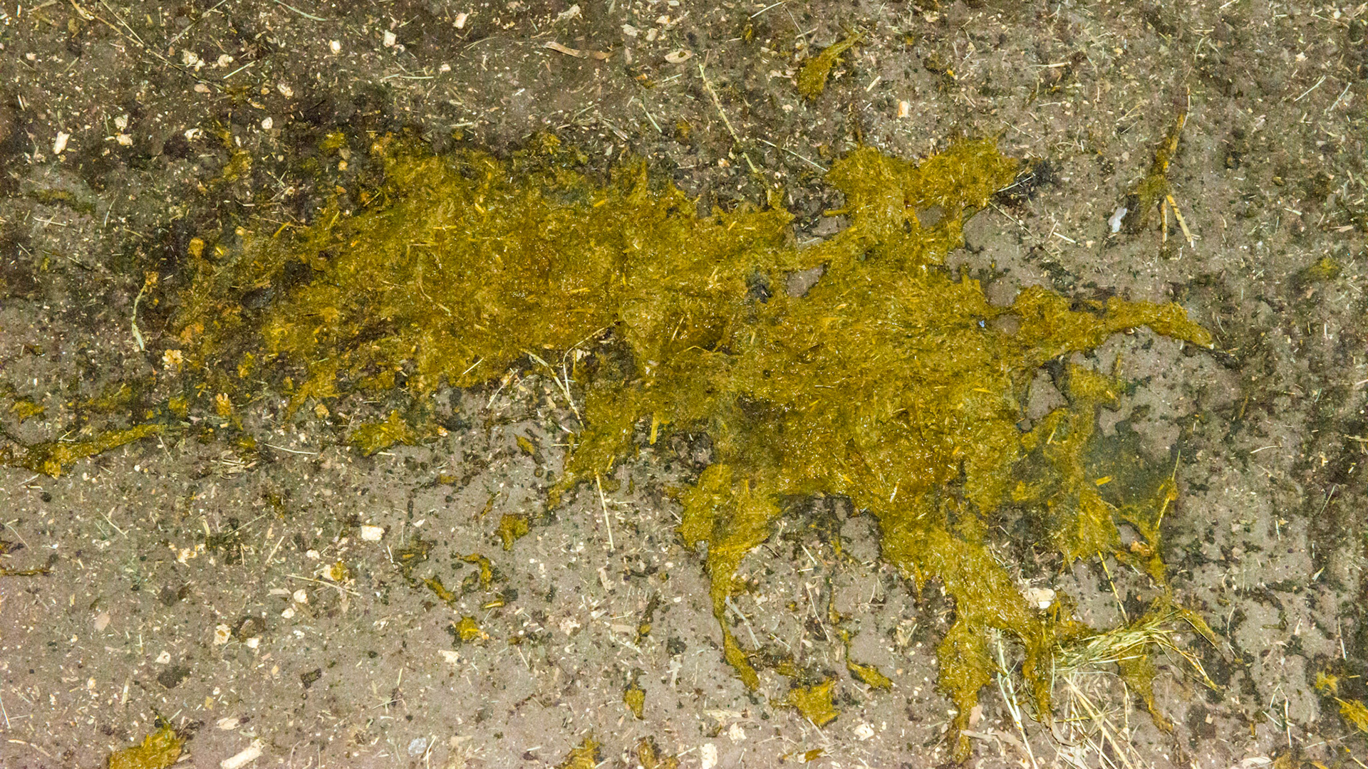 A 29 yr old with about half his teeth missing. Can eat hay cubes and pellets and grain. Owner changed company brand of alfalfa cubes and this resulted in diarrhea.